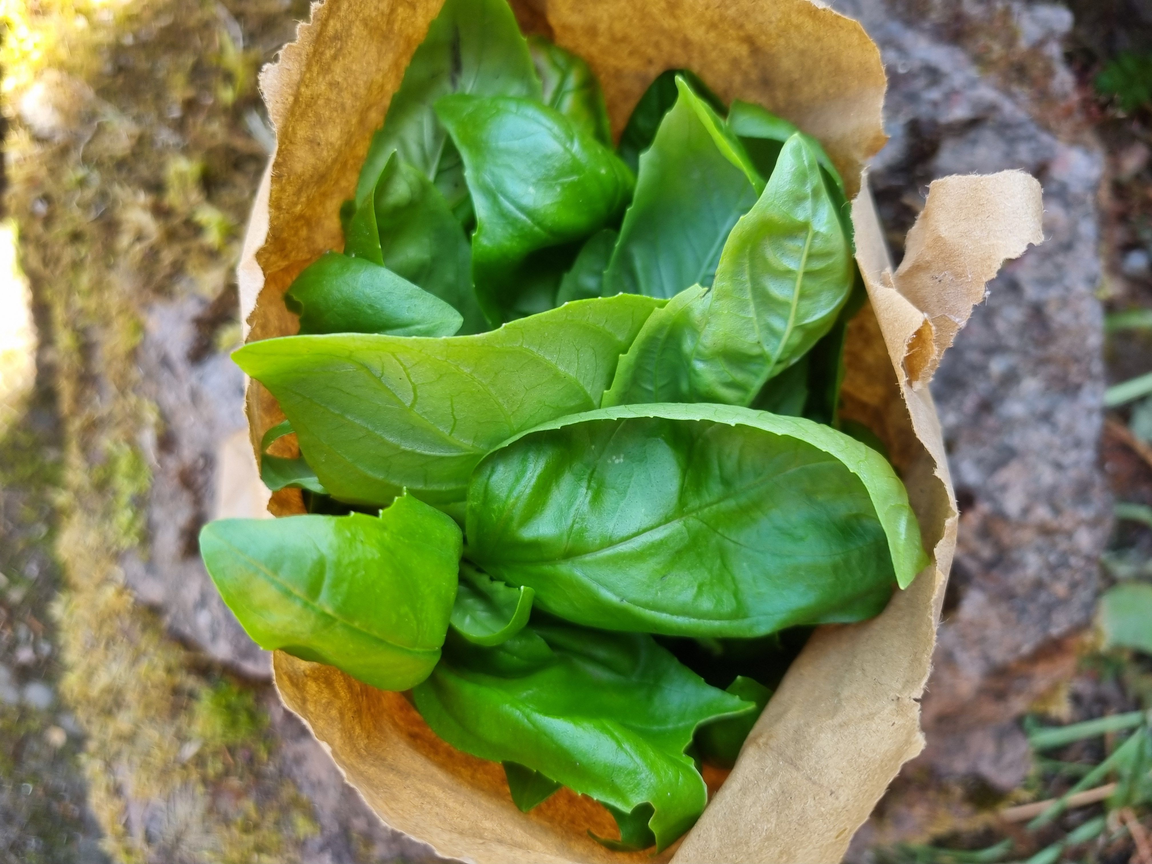 Basil