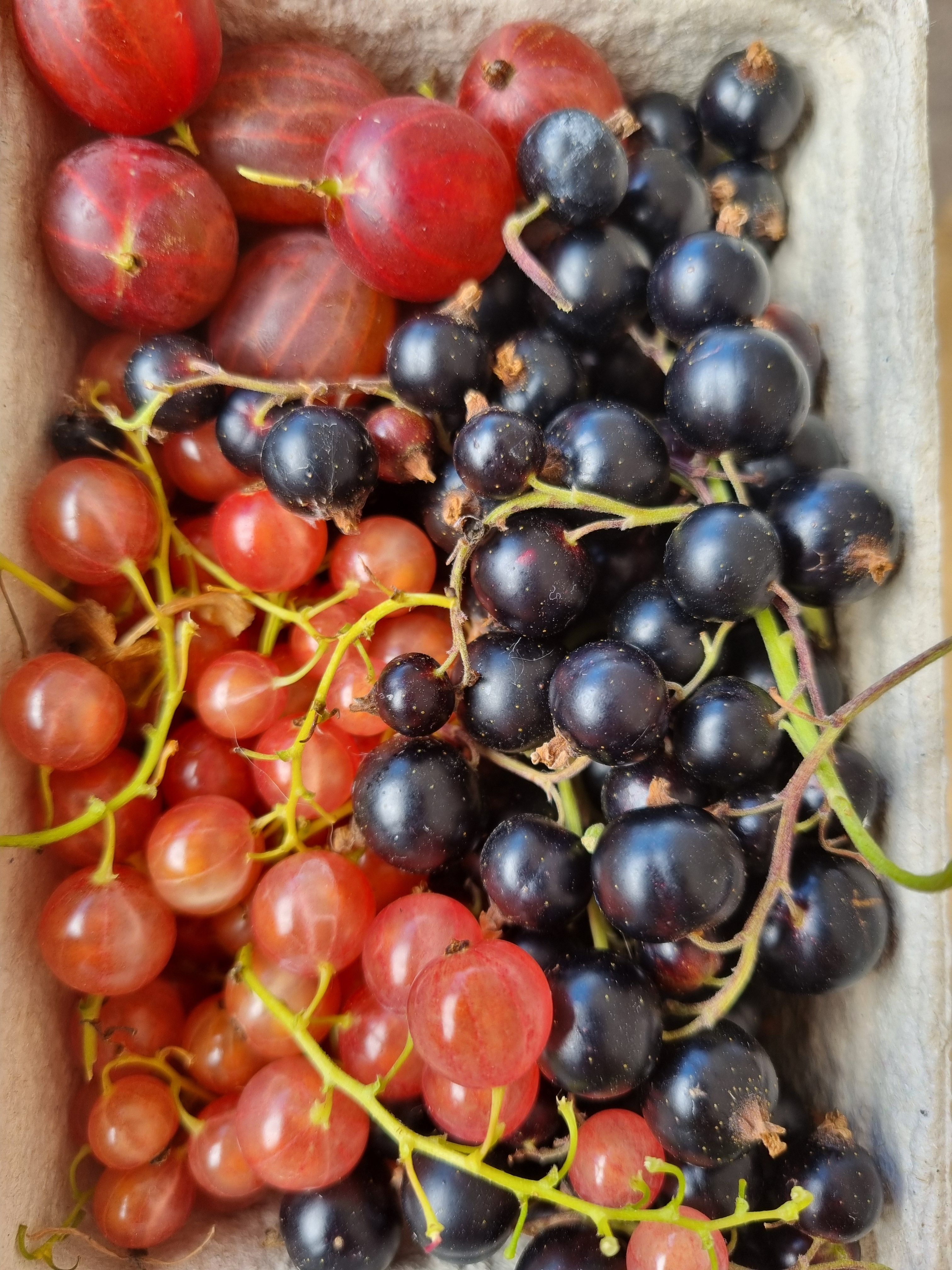 Image of Mixed berries