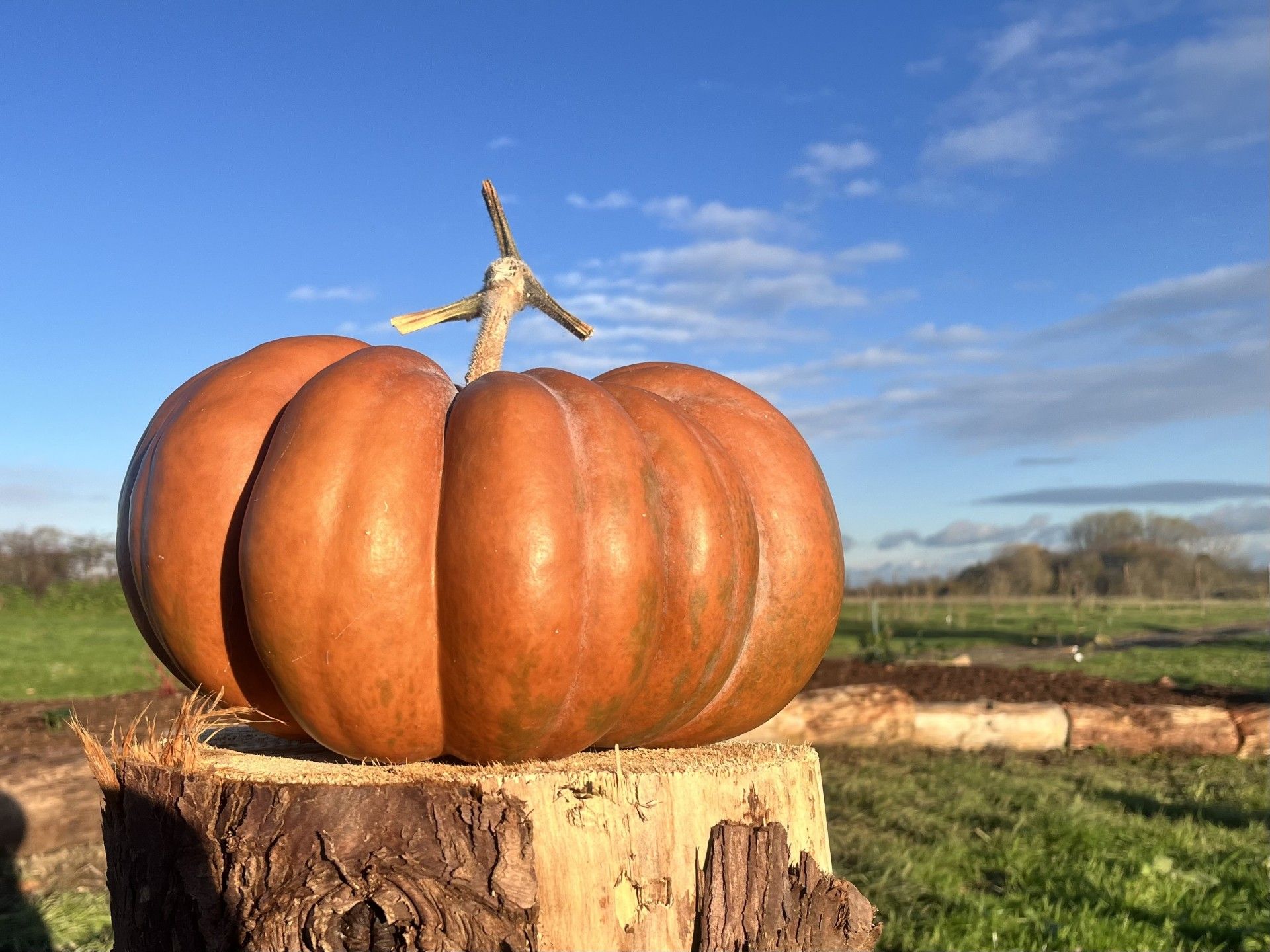 Image of Small veg box