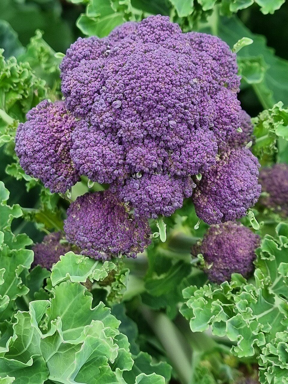 Purple Sprouting Broccoli