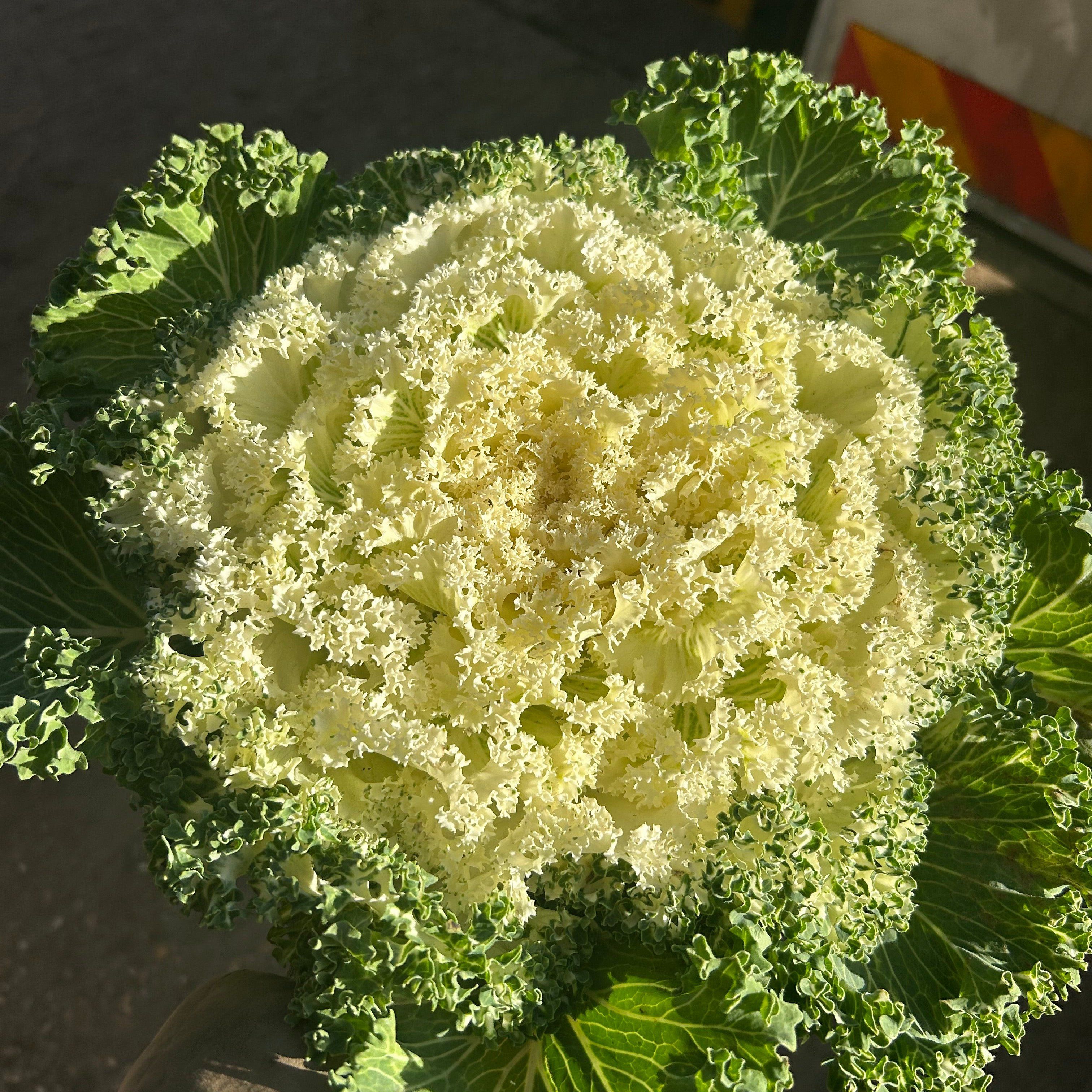 Koral Kale