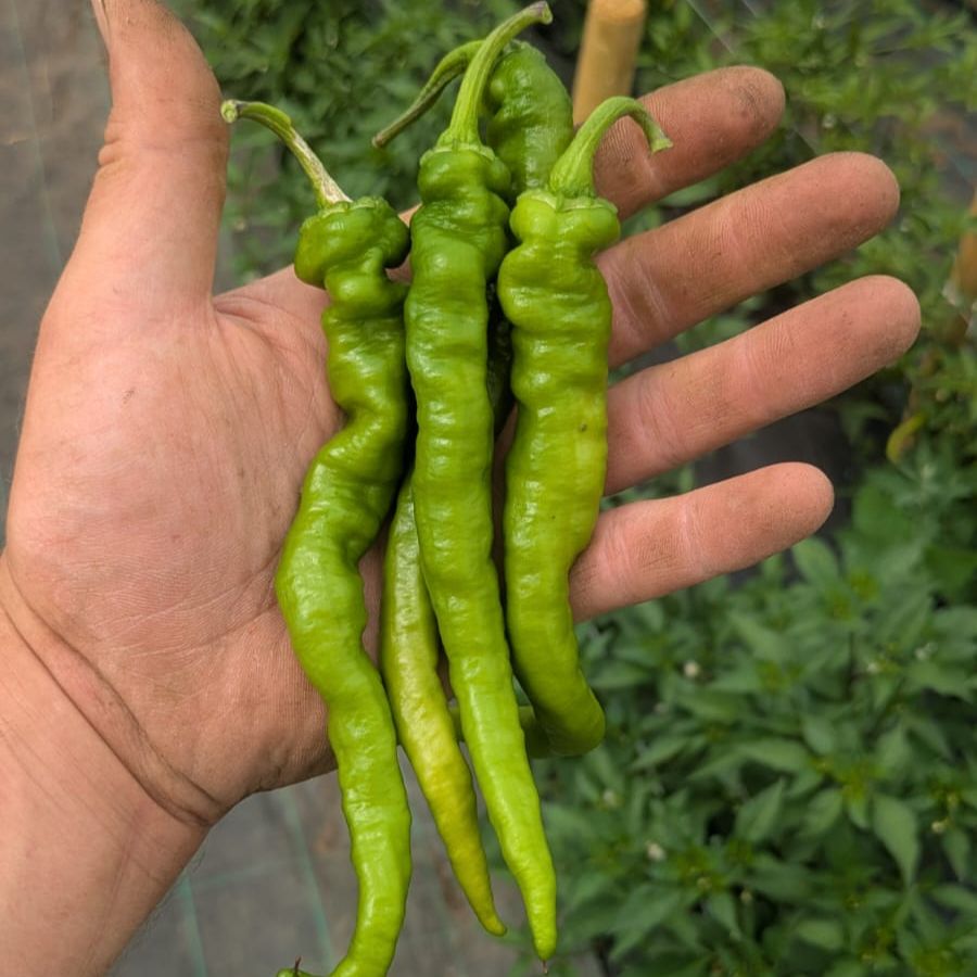 Fushimi Sweet Peppers