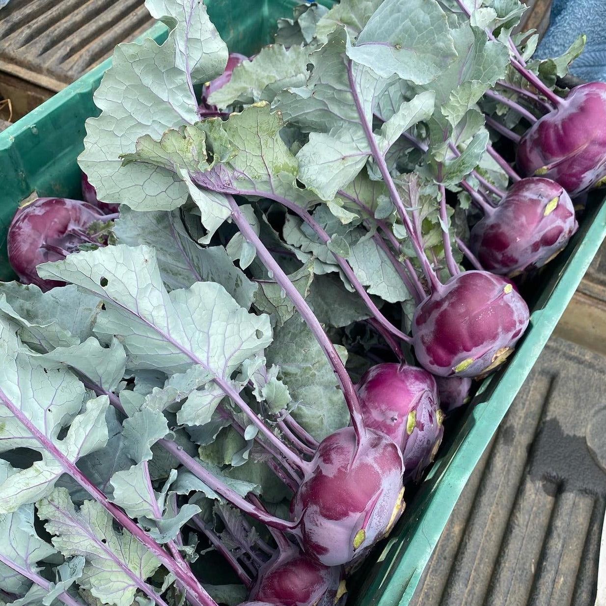 Image of Kohlrabi Violetta