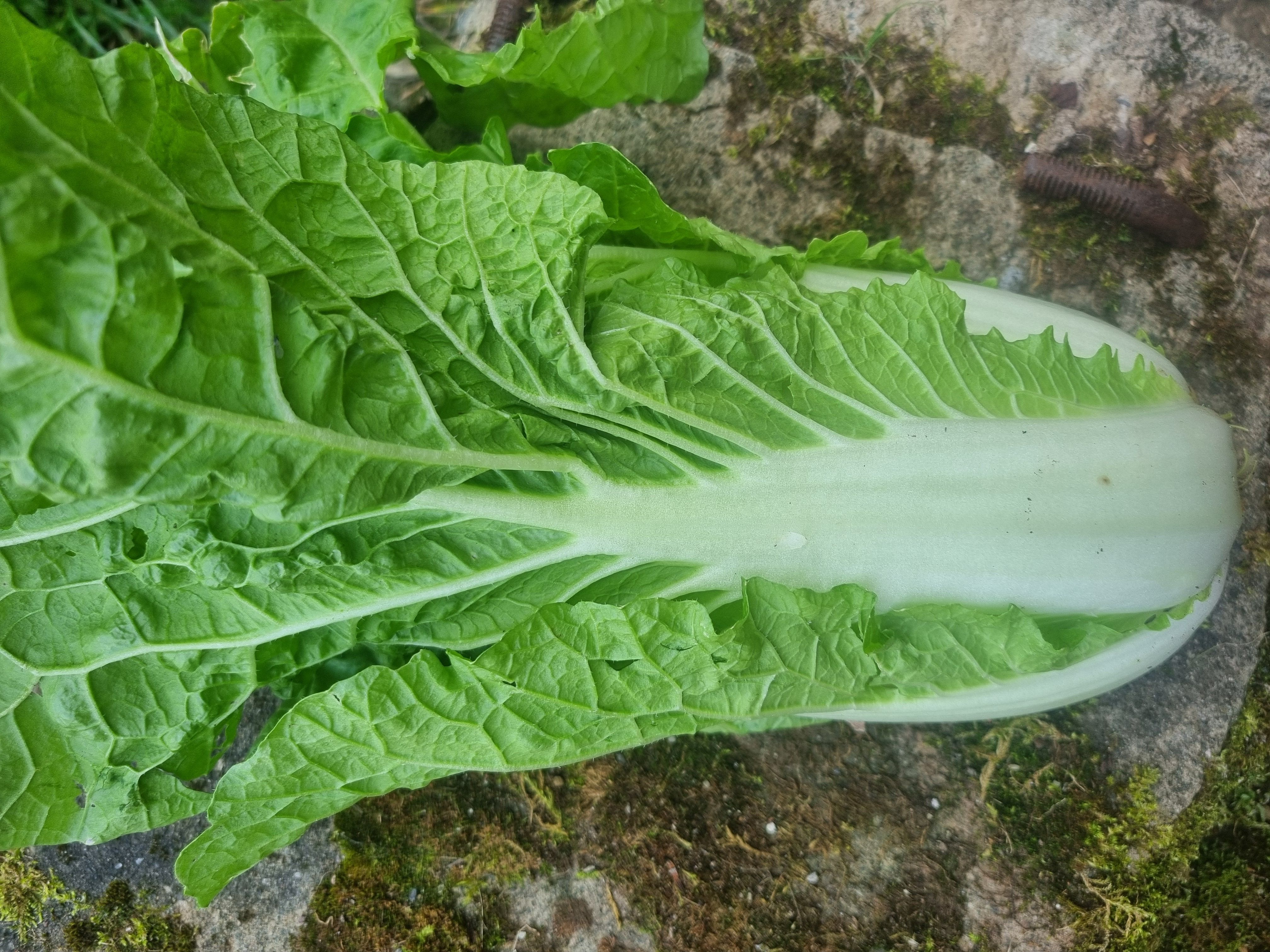 Chinese Cabbage