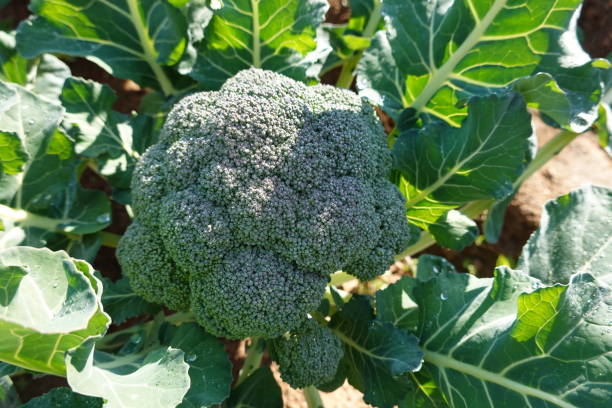 Organic Broccoli