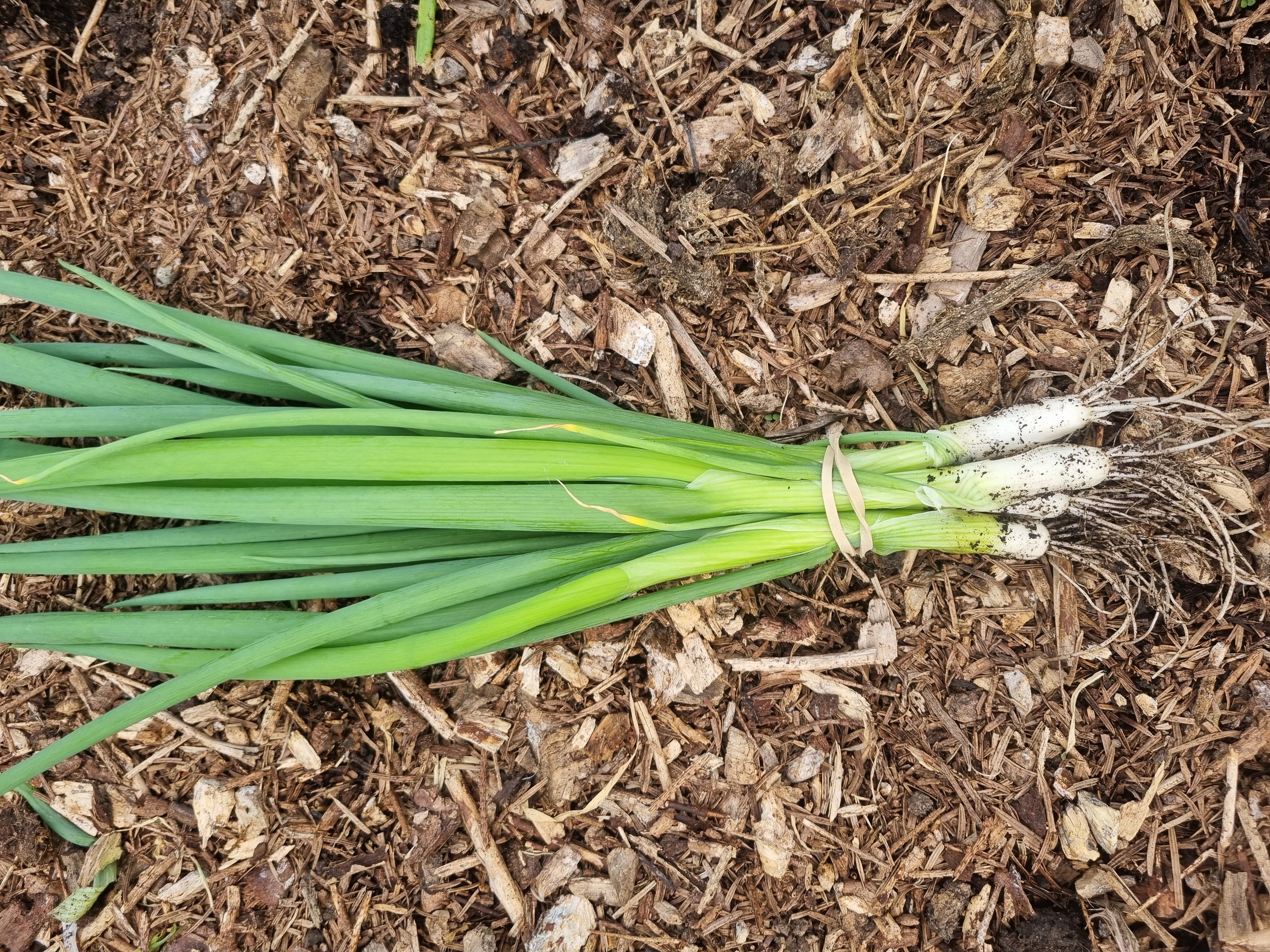Image of Spring onion