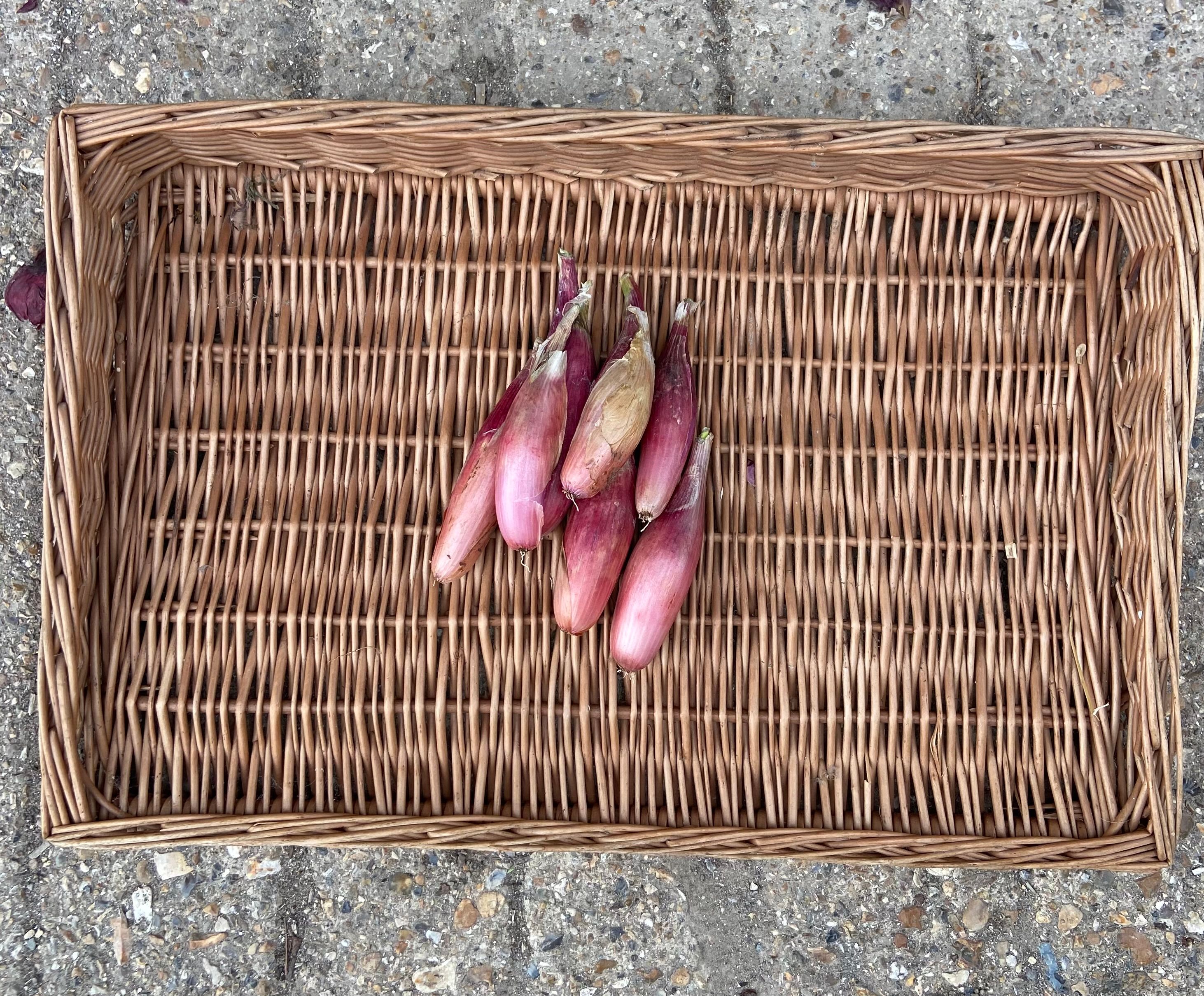 Shallots 