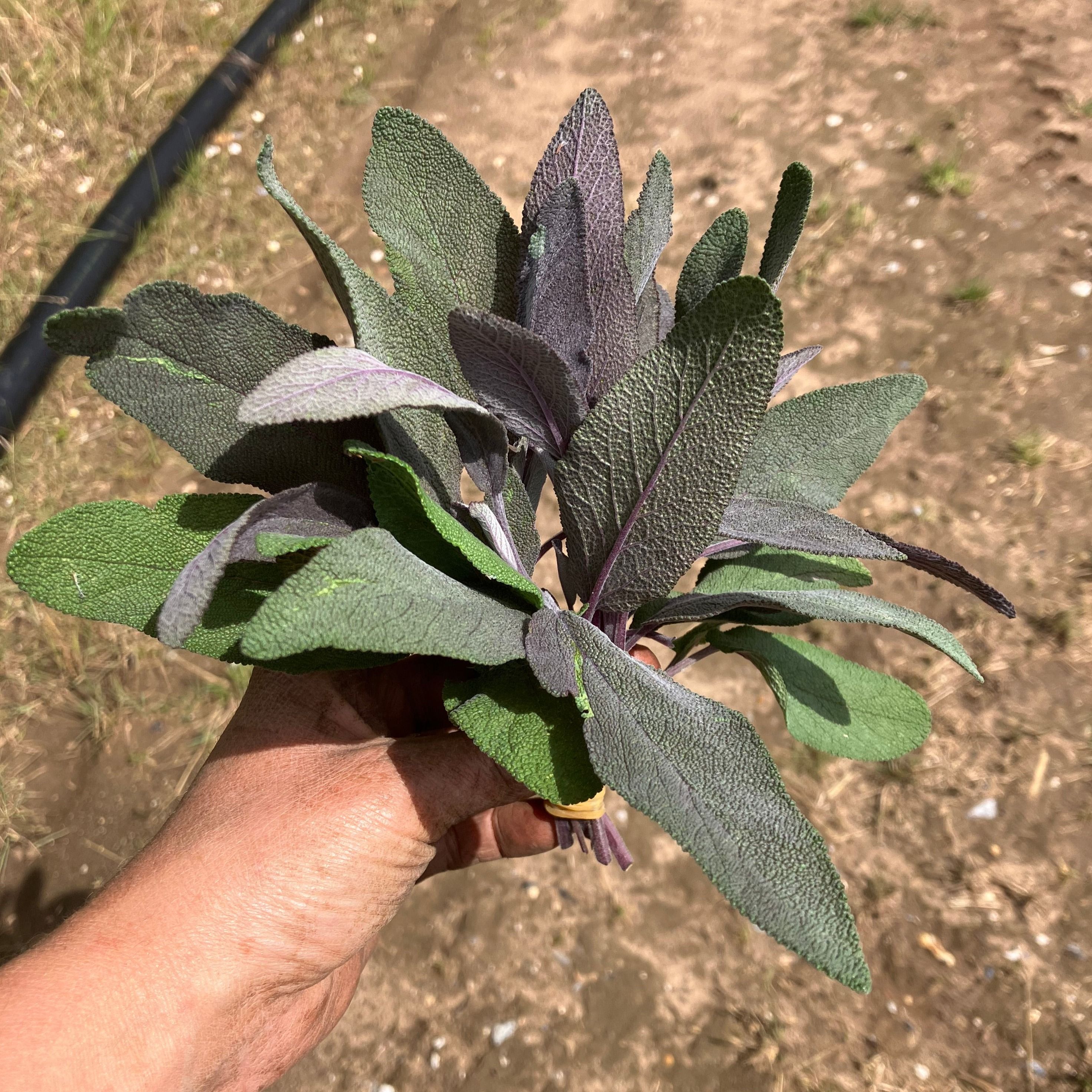 Purple Sage