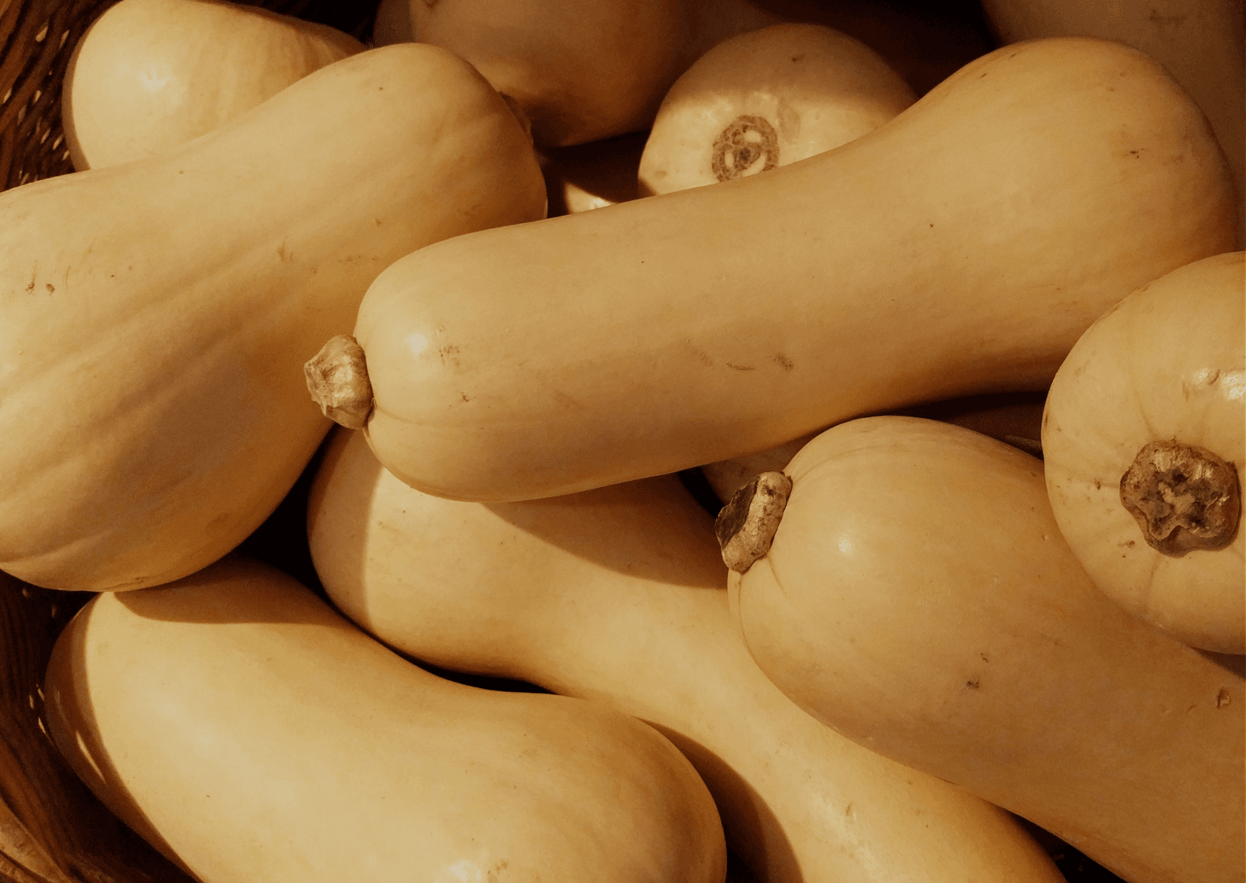 Image of Medium Butternut Squash