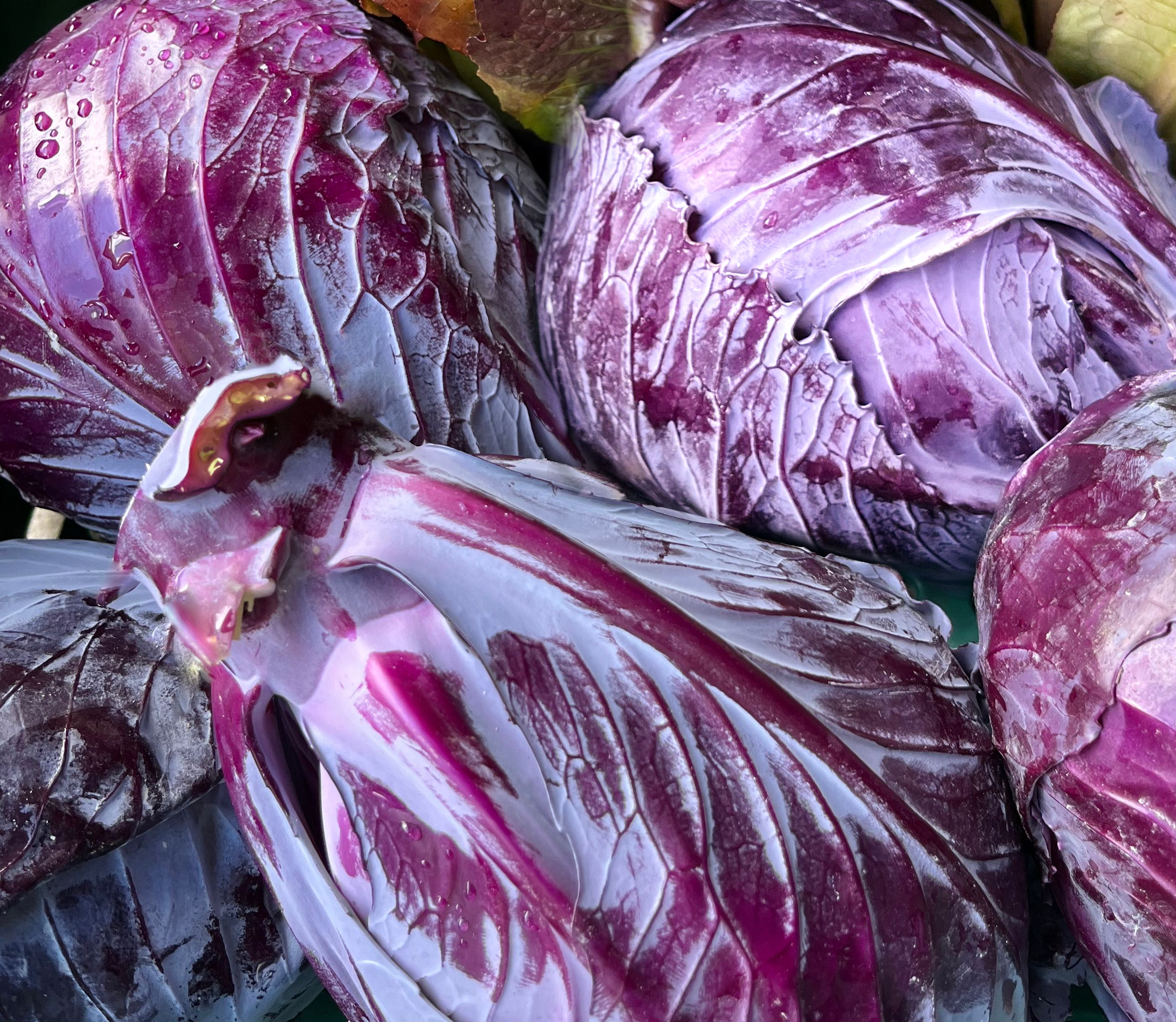 Cabbage [Red]