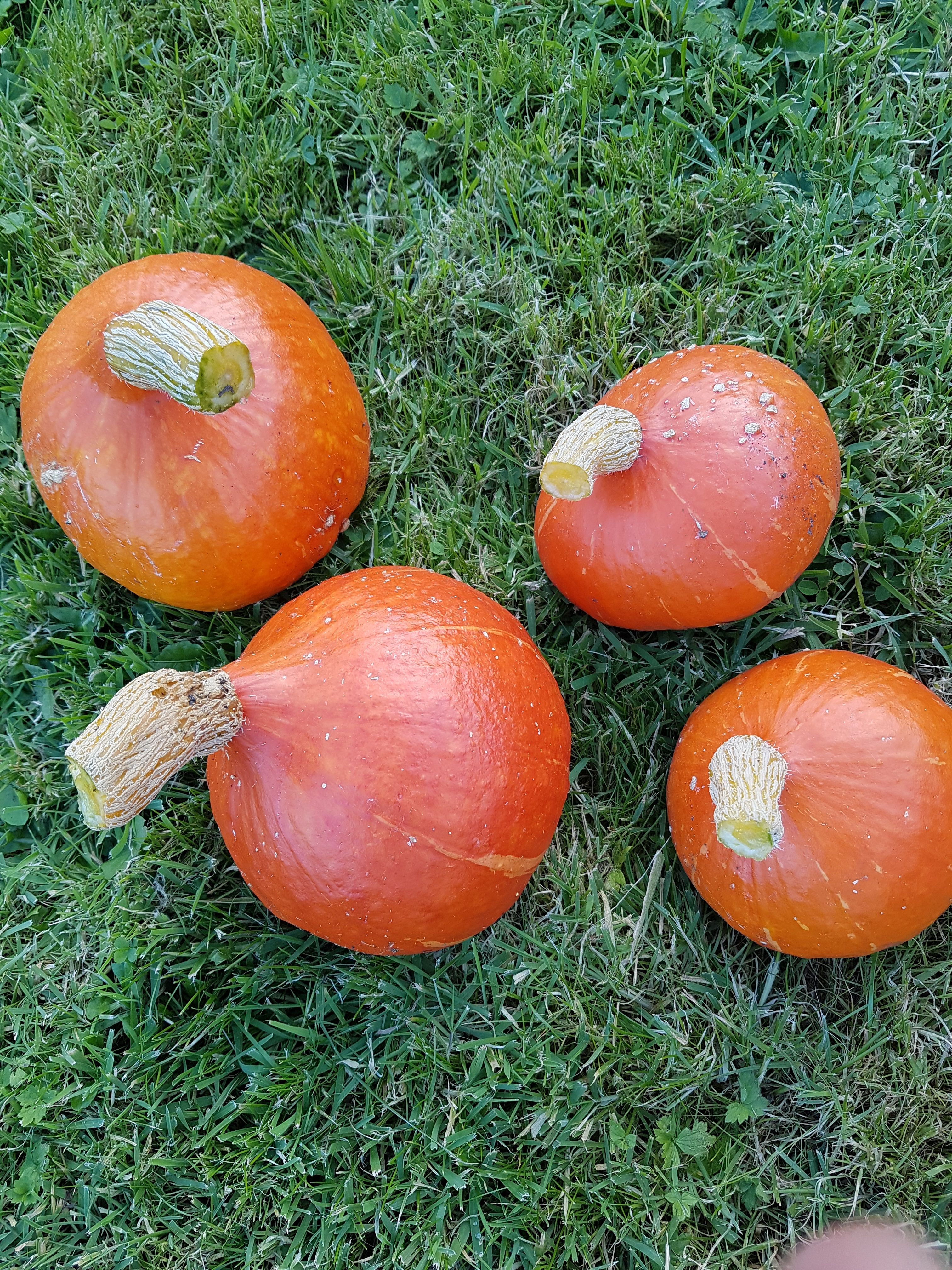 Image of Squash "Red Kuri"