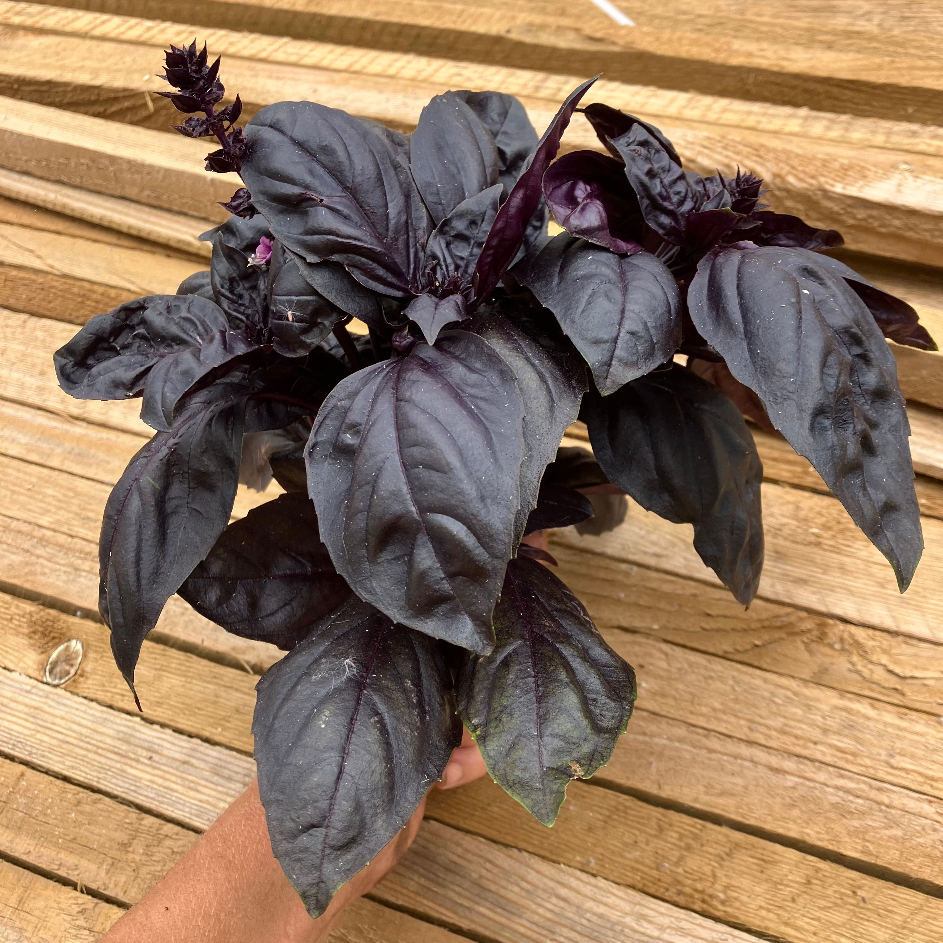 Crimson King Basil
