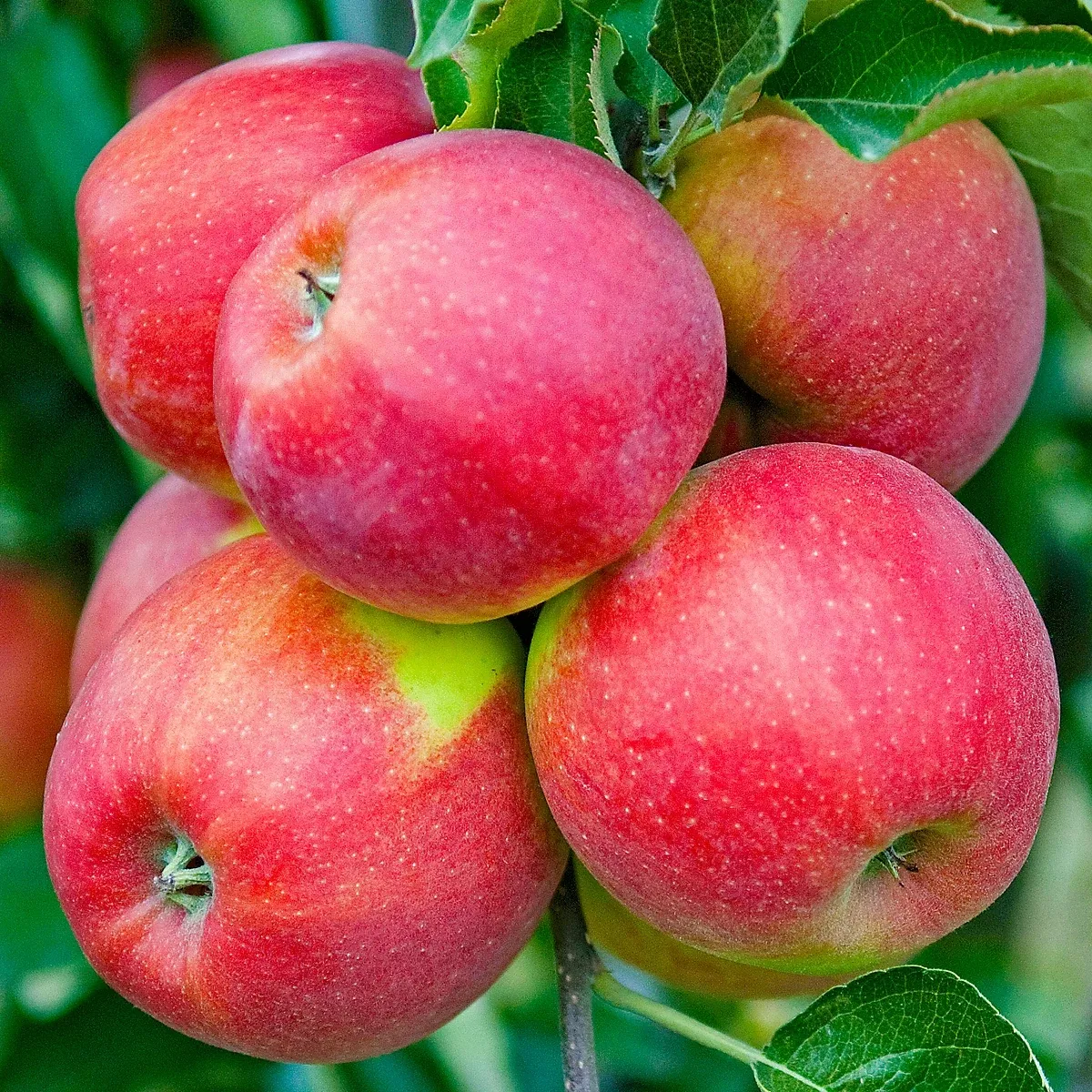 Image of Apple Jonagold (Organic) - 750g