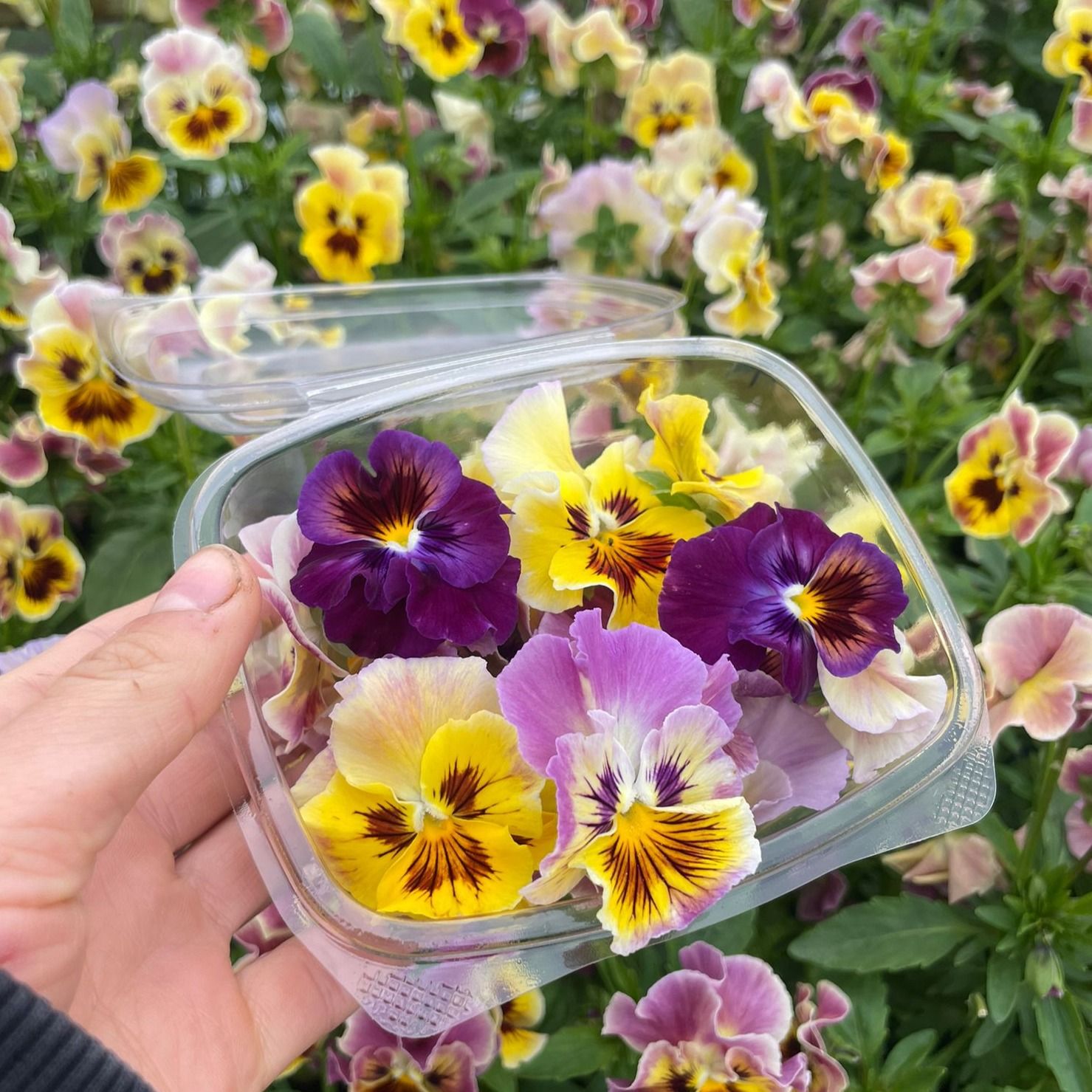Viola Flowers