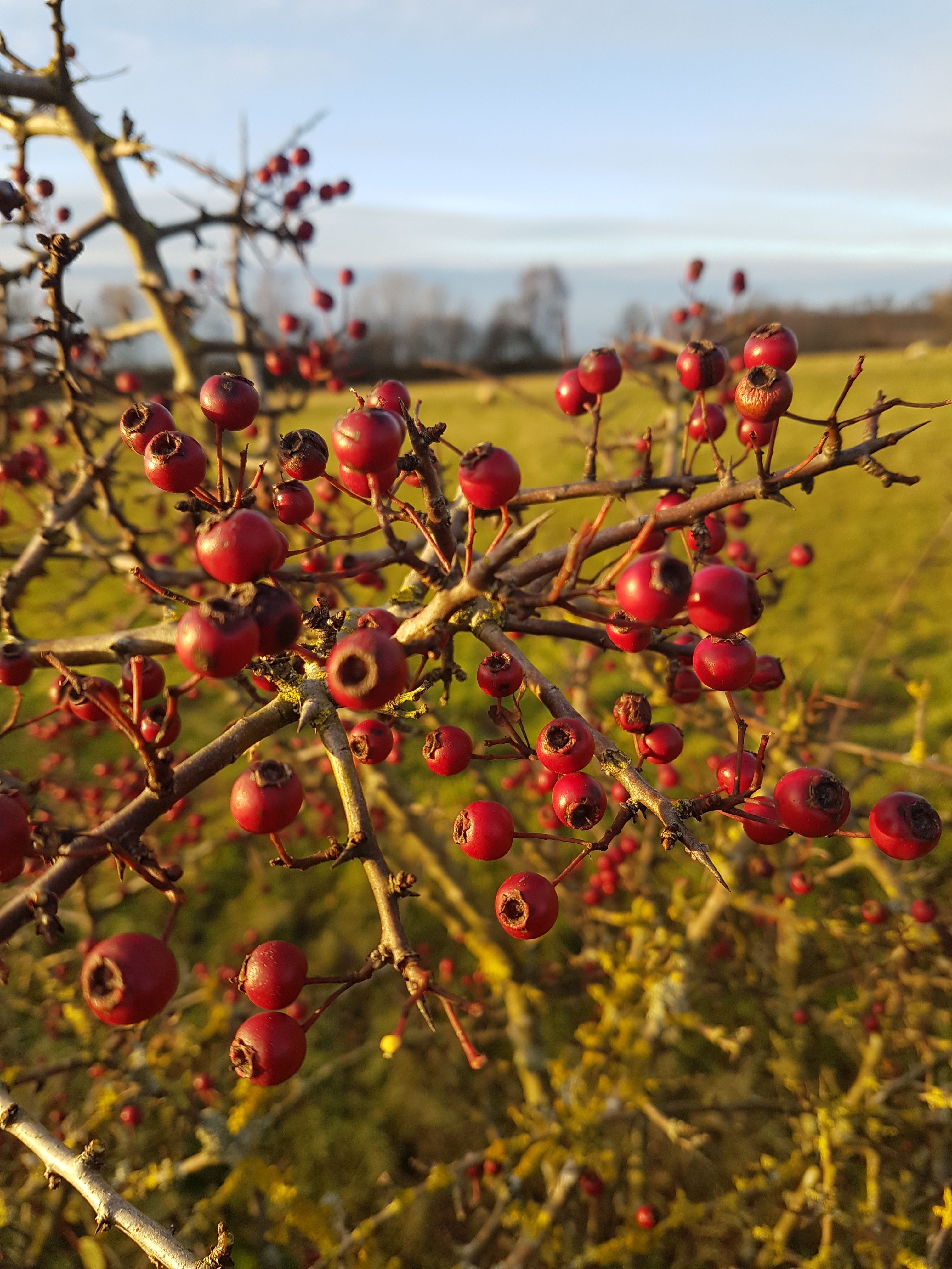 Image of Hawthorn and Apple Jelly