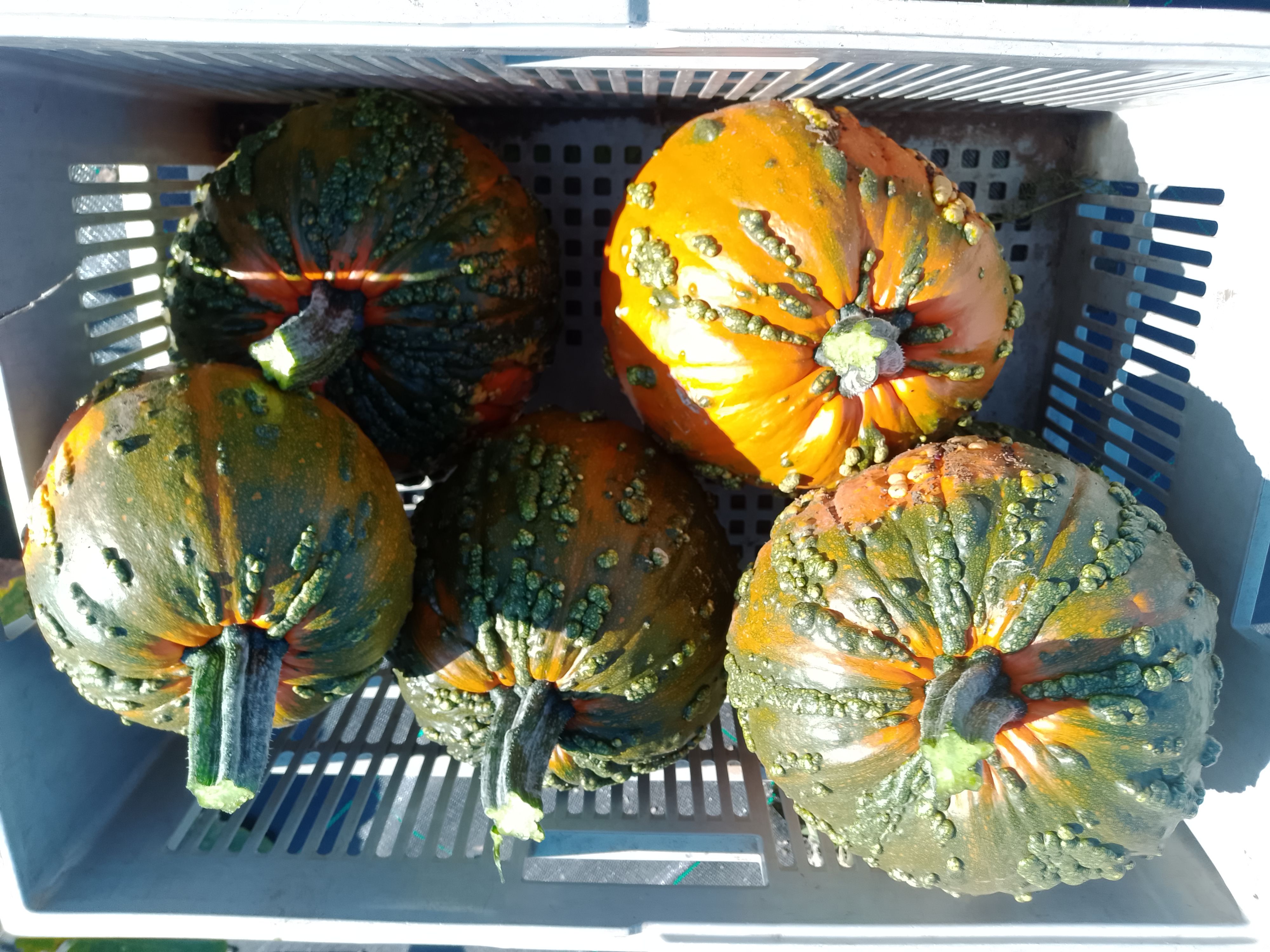 Image of Pumpkin, Large Warty Goblin