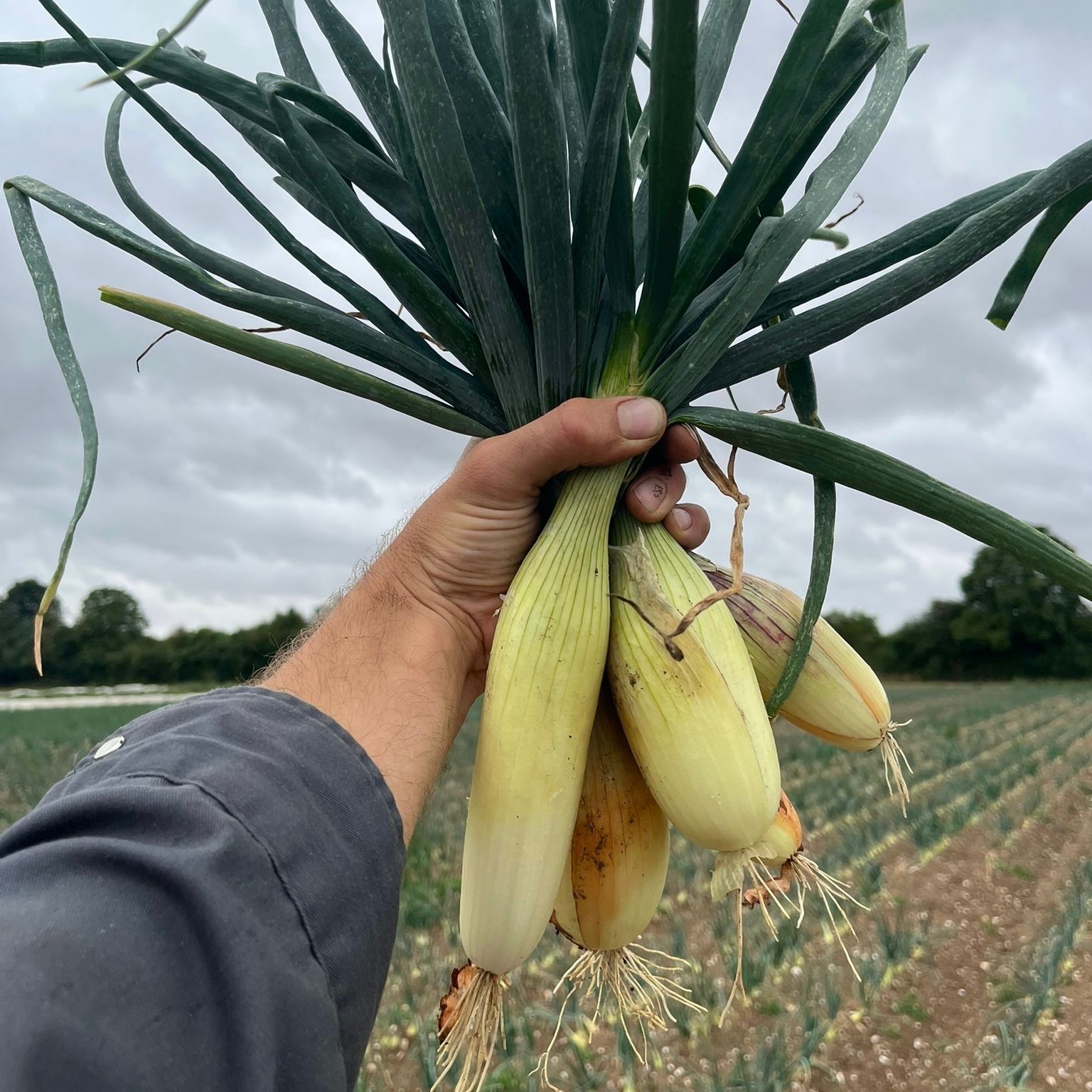 Image of Fresh Tosca Onions