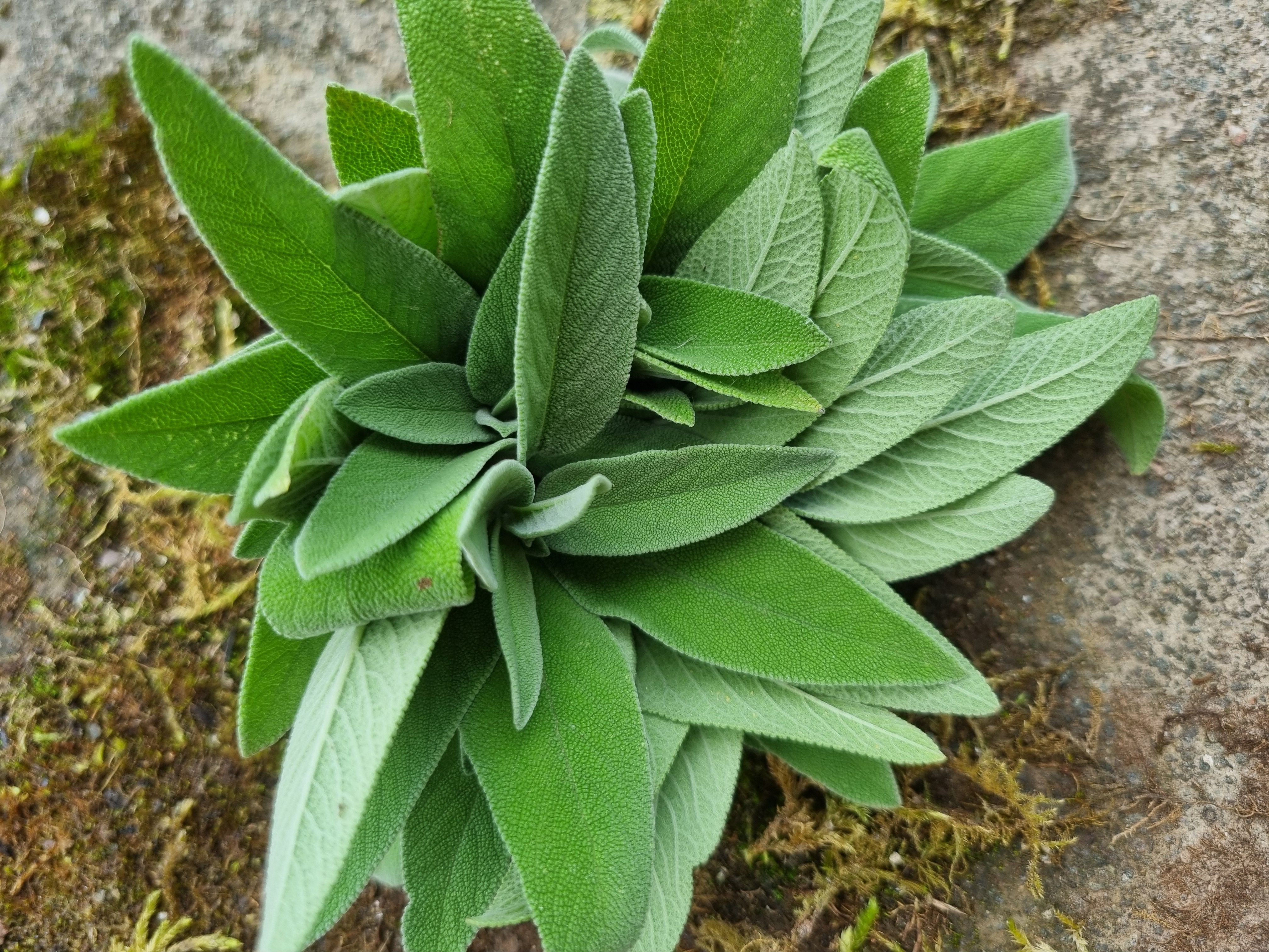 Sage