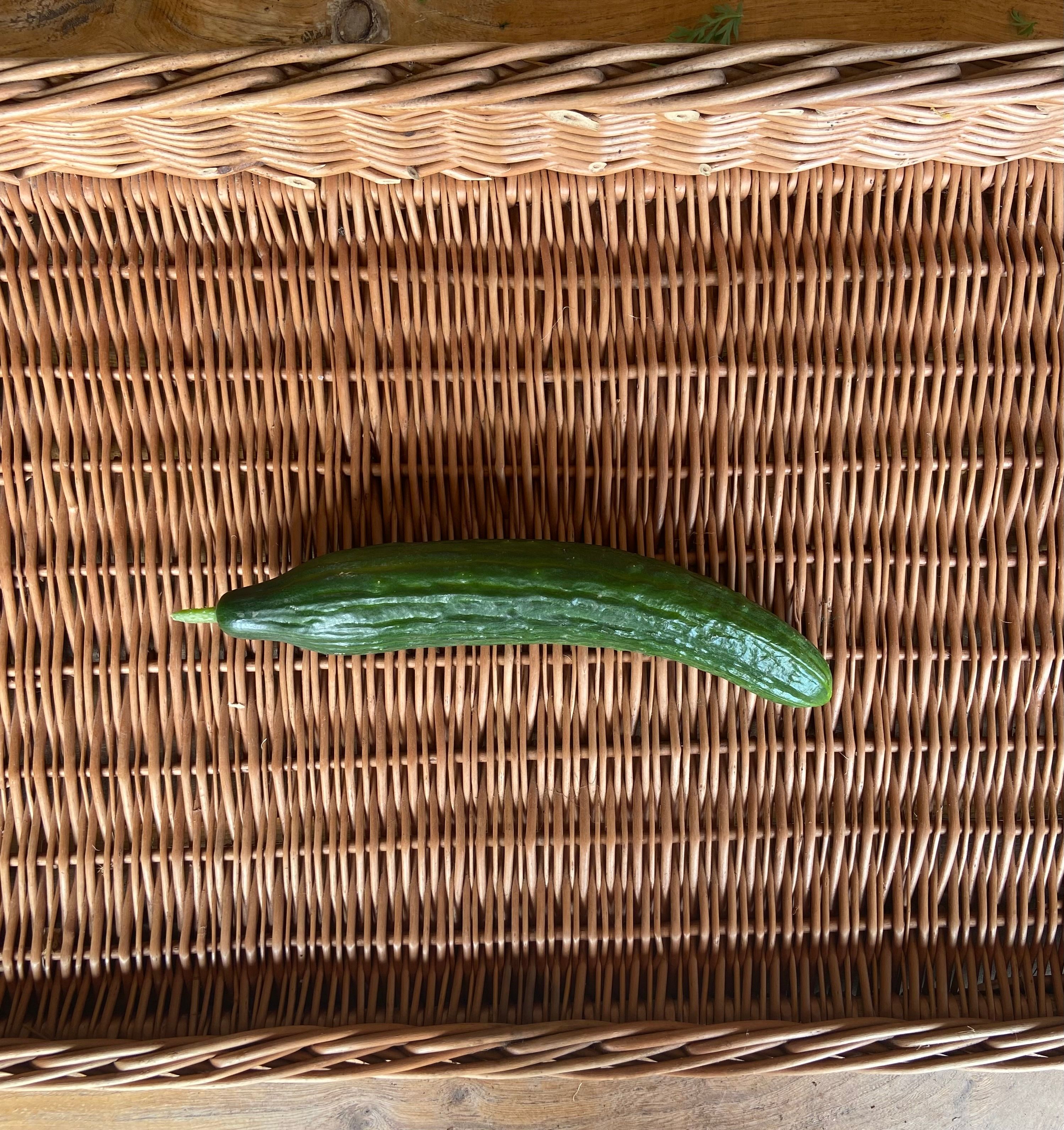 Image of Cucumber 