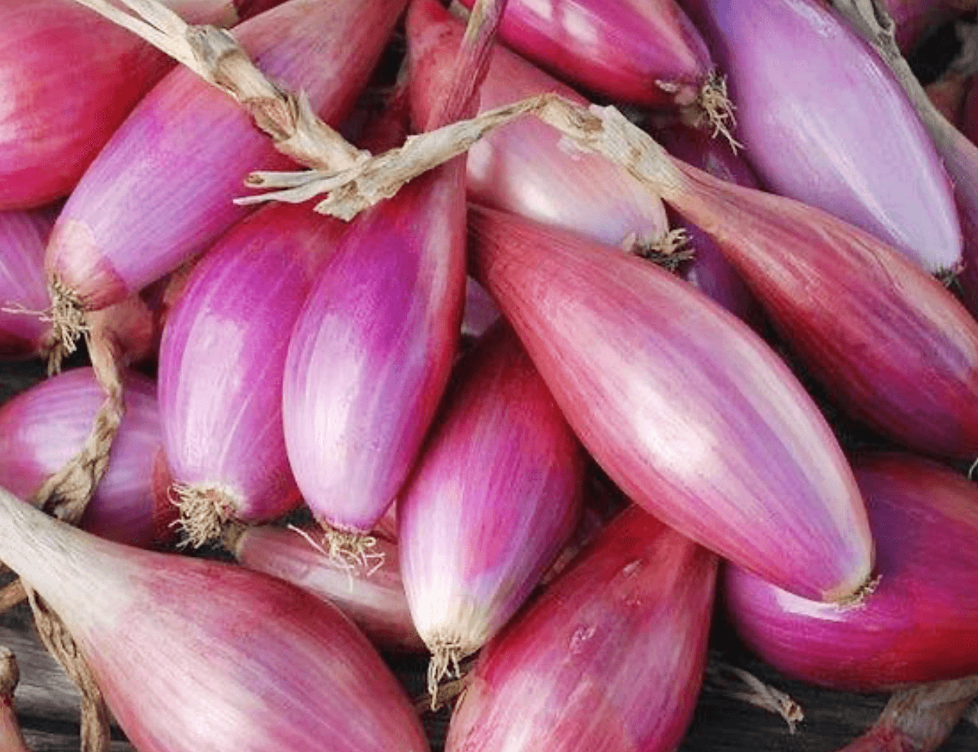 Onion [Tropea Lunga]