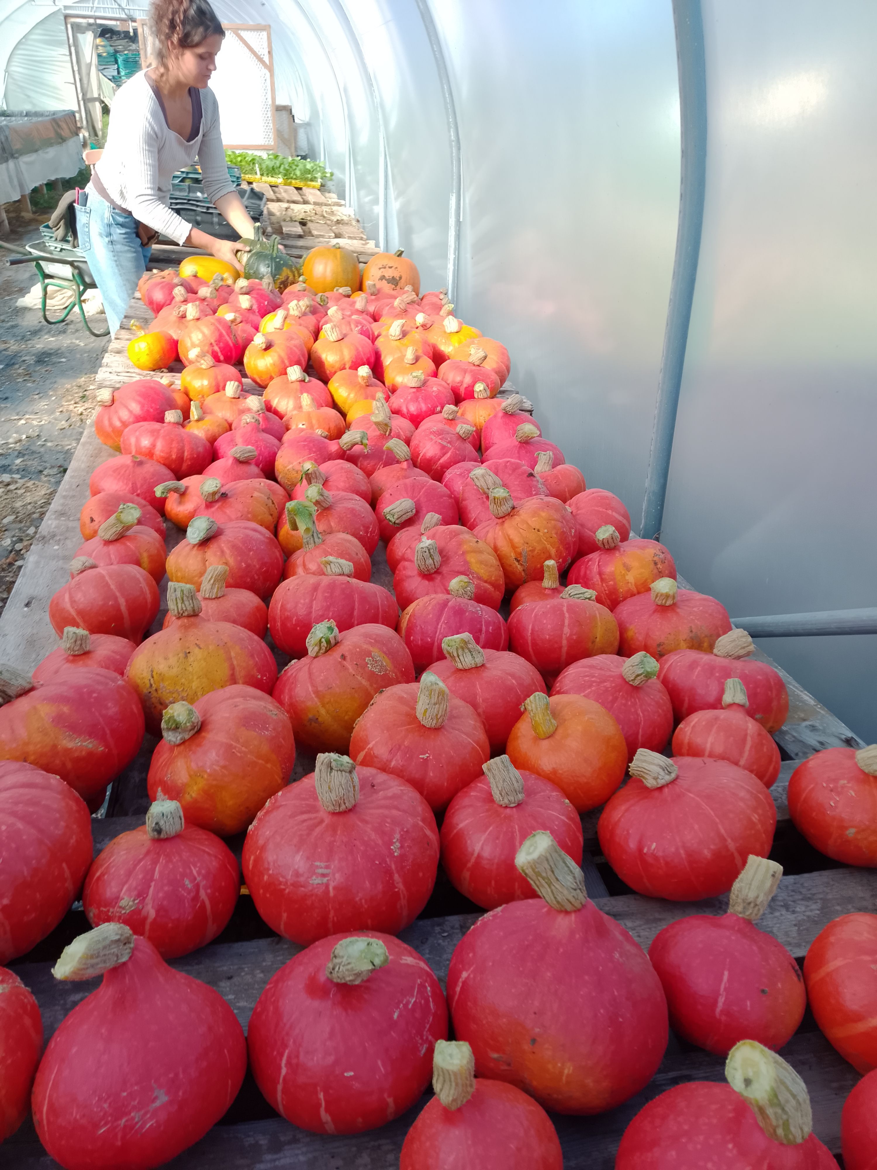 Squash, Red Kuri (large)