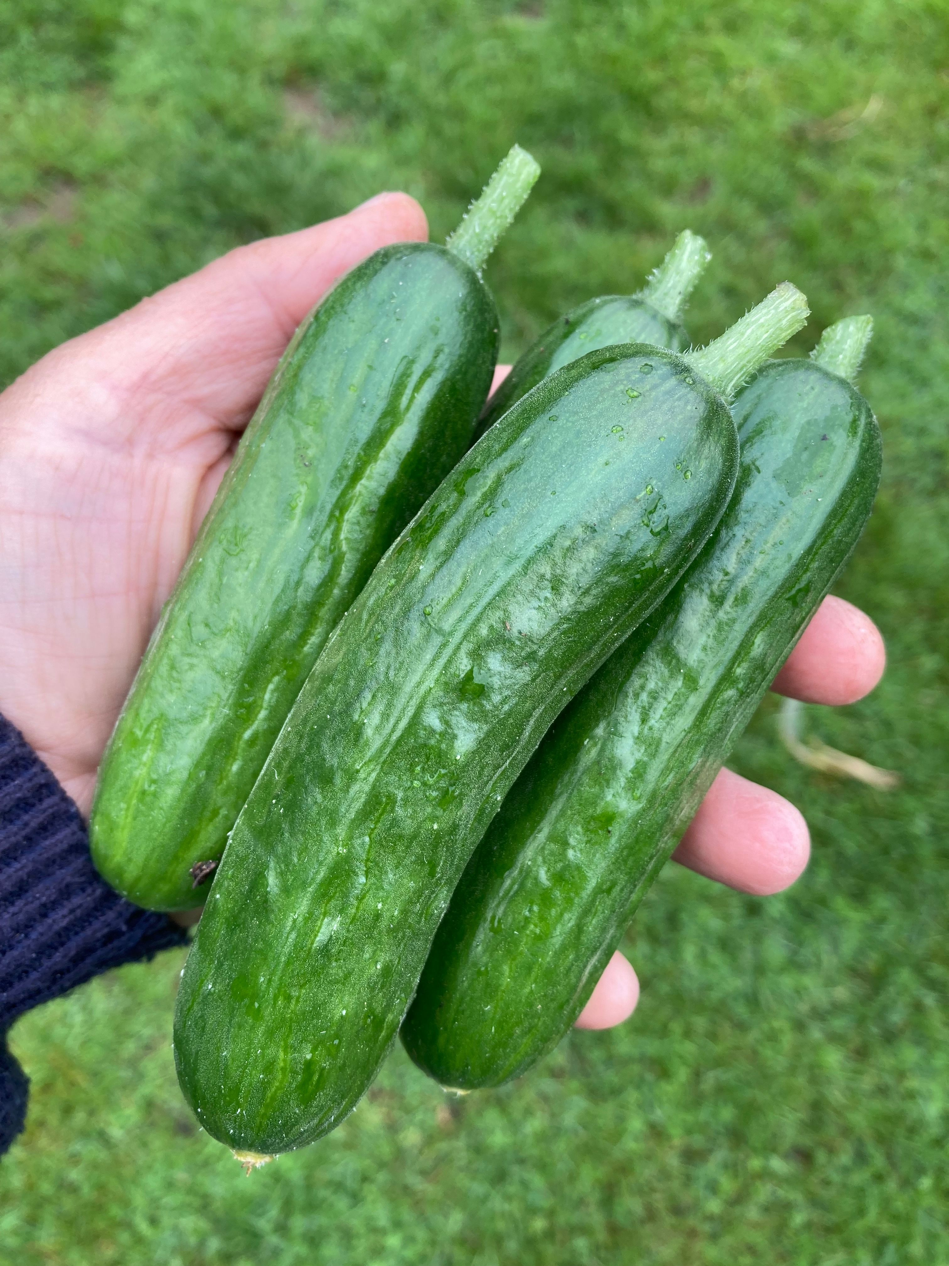 Image of Mini Cucumber (200g)