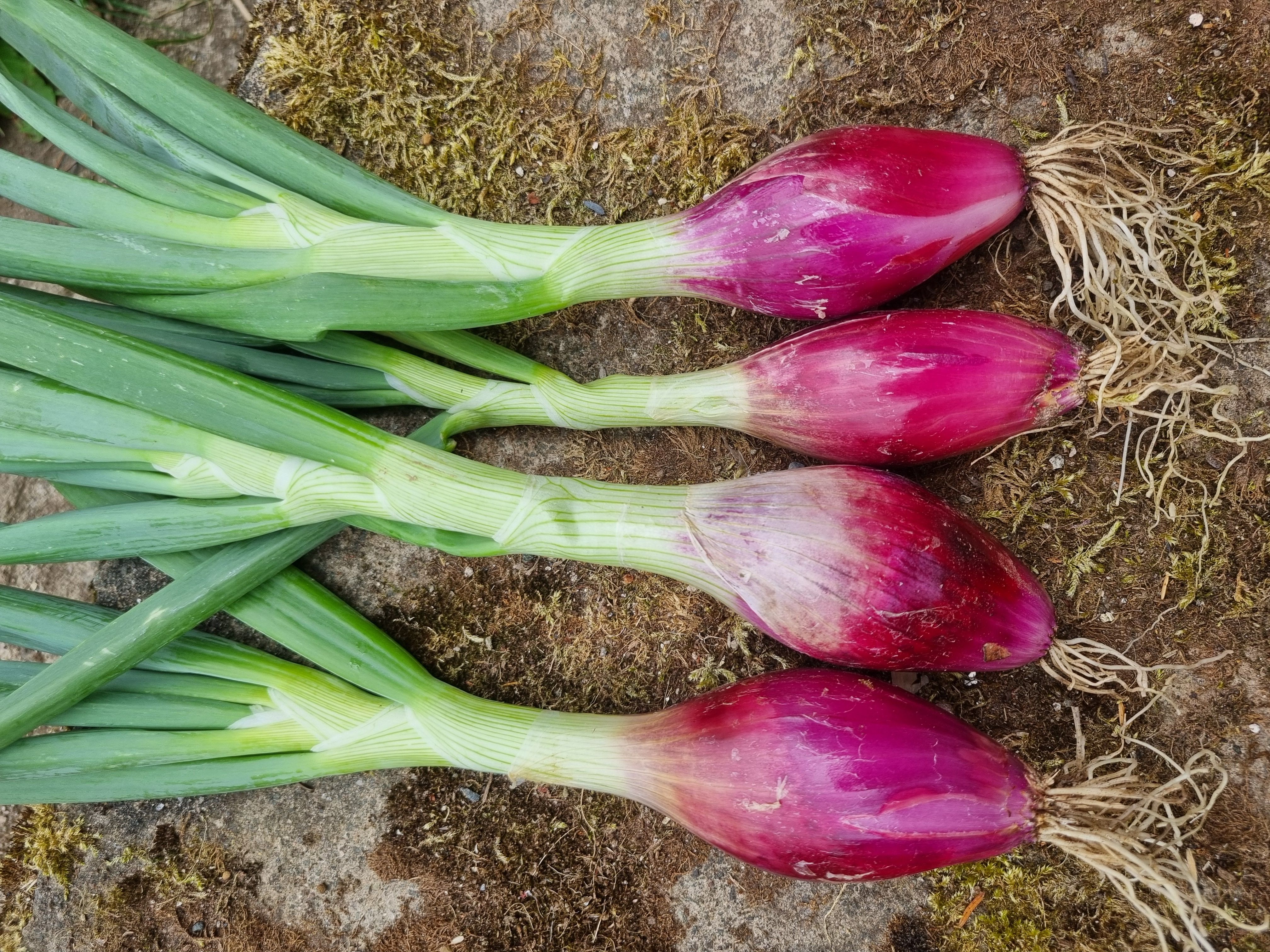 Long Red Florence Shallots