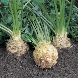 Image of Celeriac Remoulade with Raisins & Red Onion