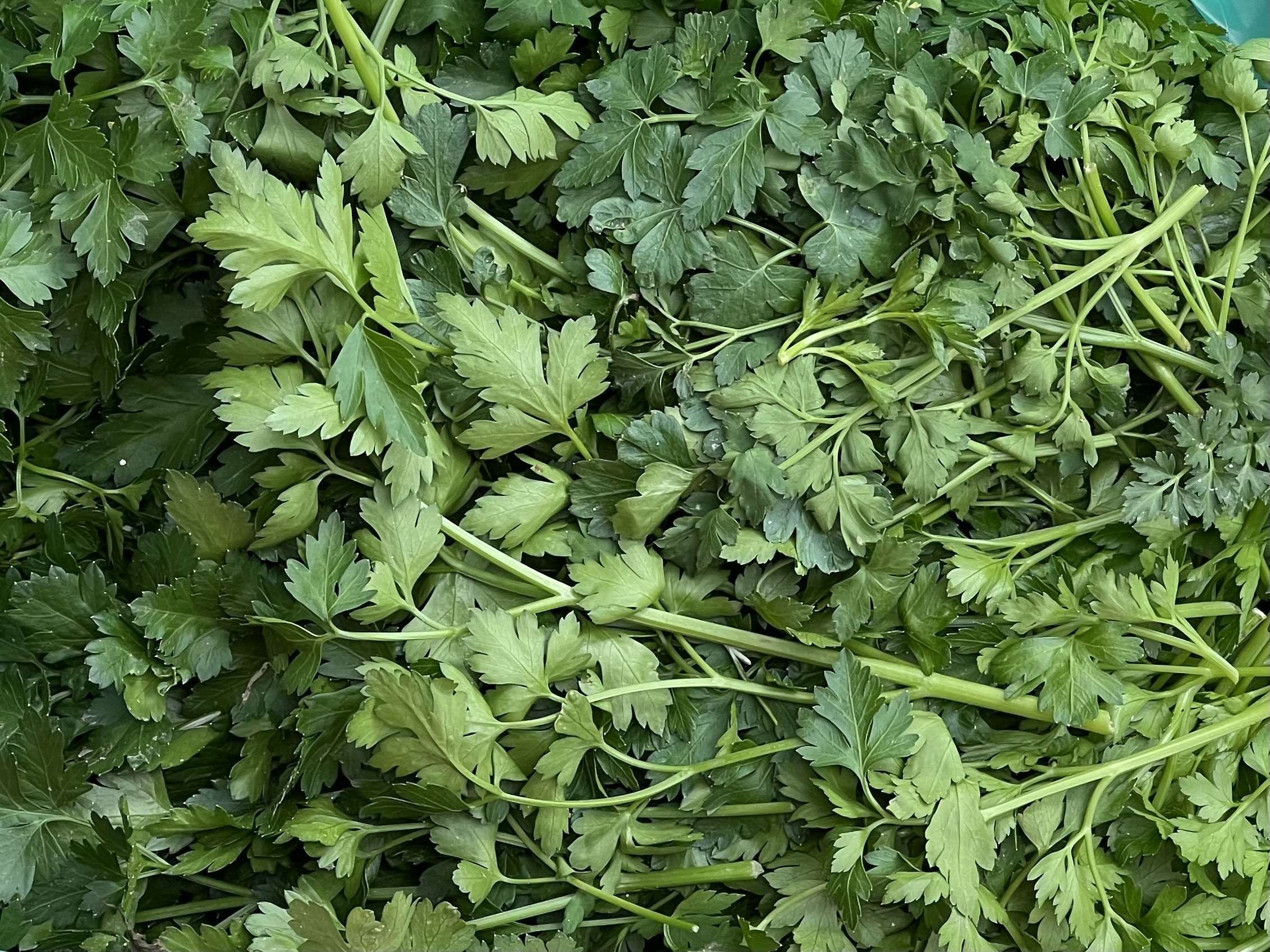 Image of Flat Parsley