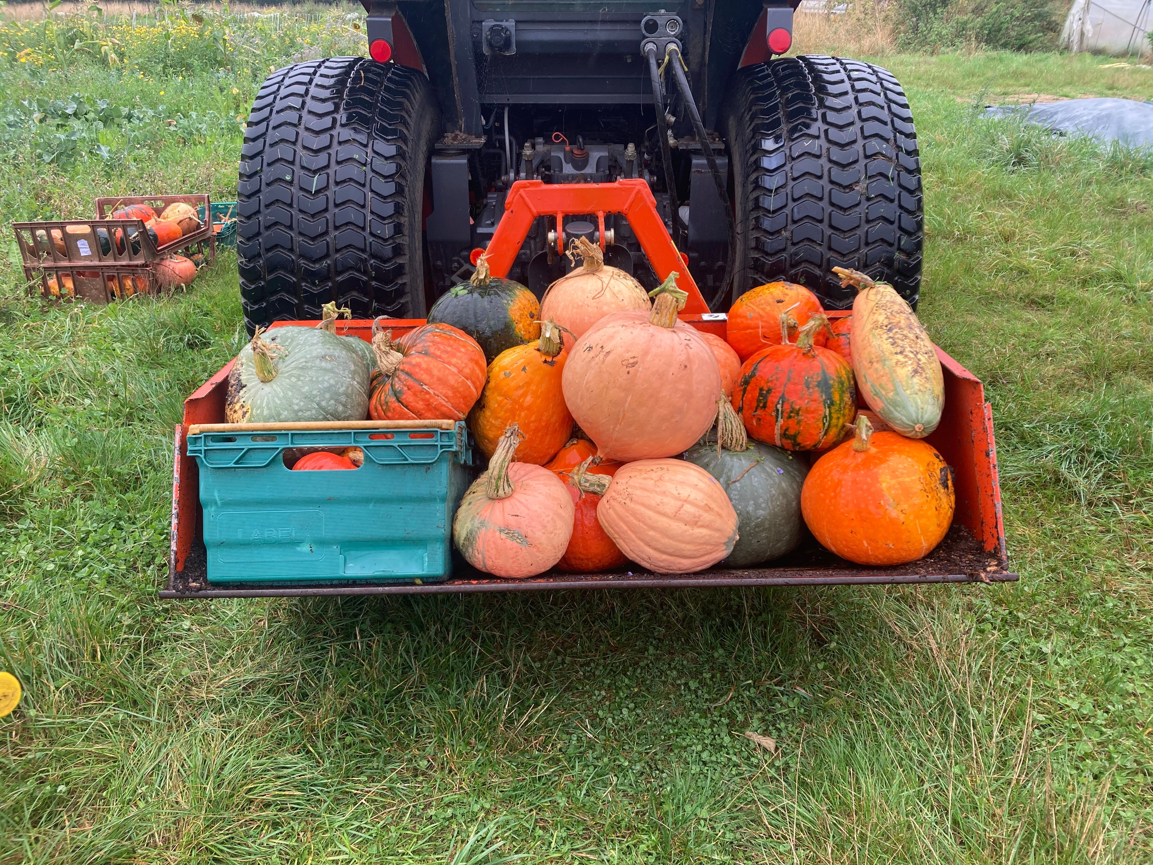 Image of Squash Oxton's Flock