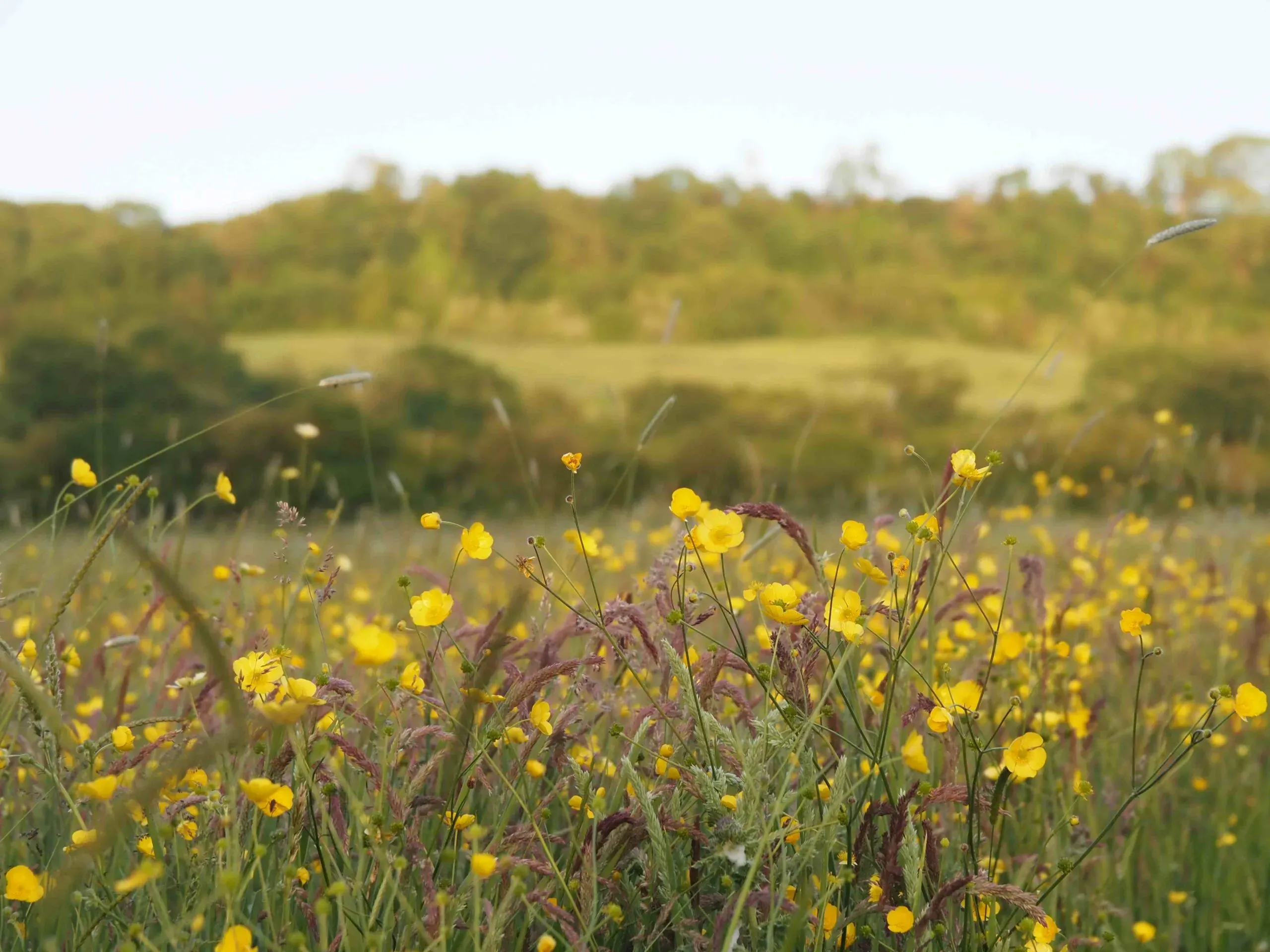 Image of Short Ribs x 2 