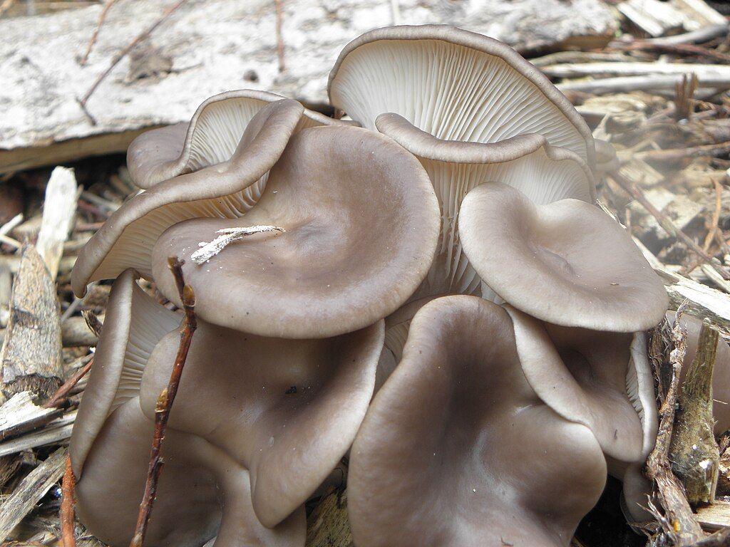 Image of Oyster Mushrooms
