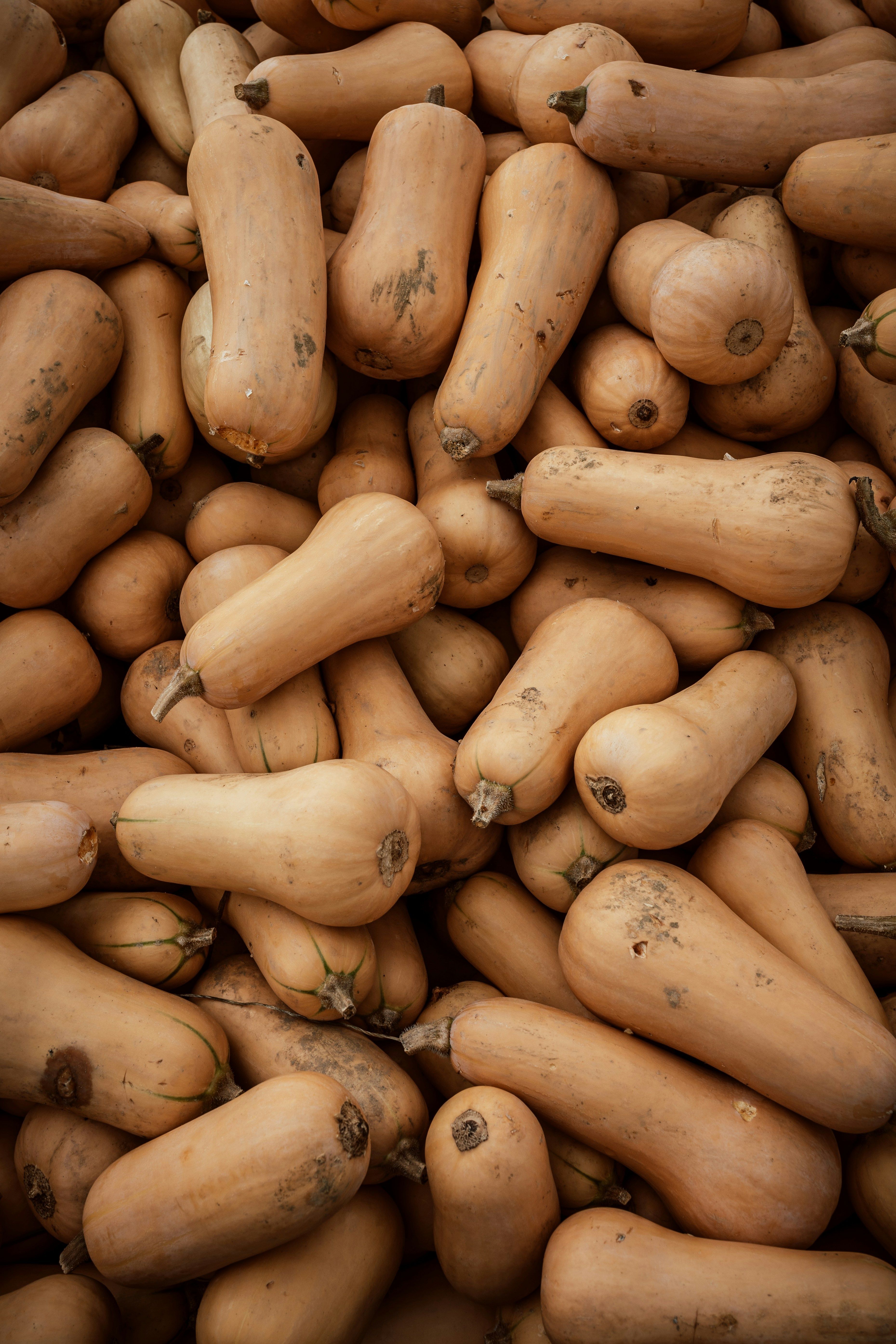 Image of Squash, butternut