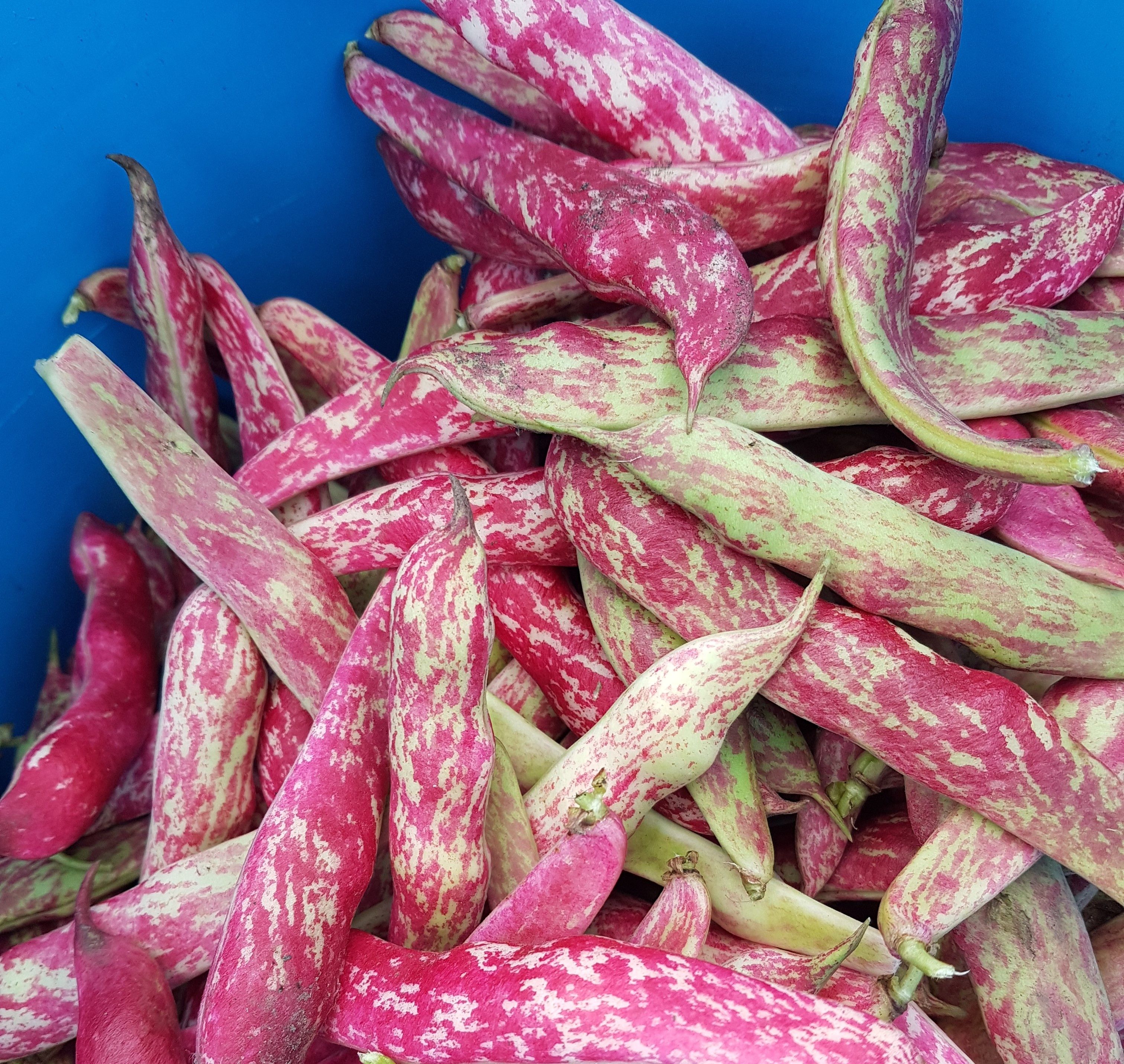 Image of Fresh Borlotti Beans