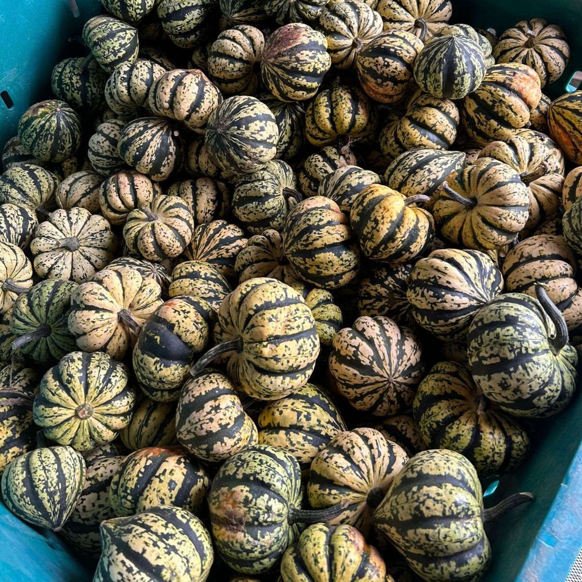 Harlequin Squash