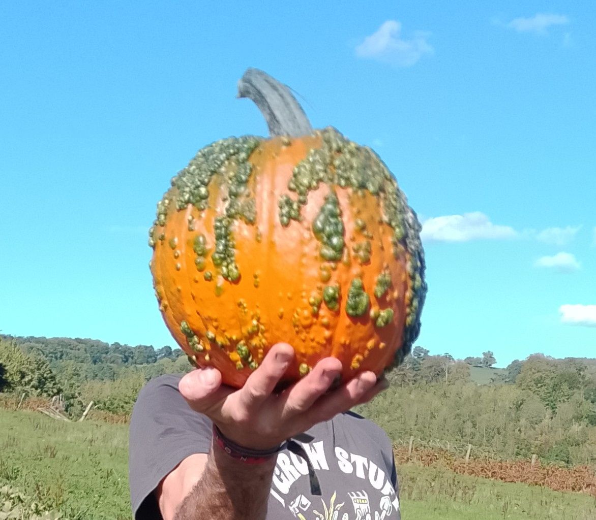 Pumpkin, Large Warty Goblin