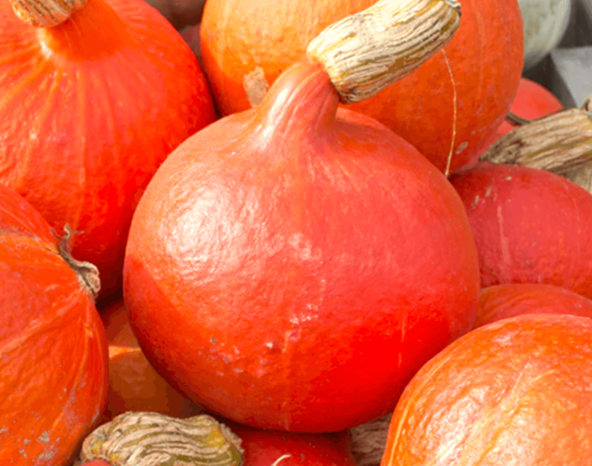 Image of Squash [Kuri]