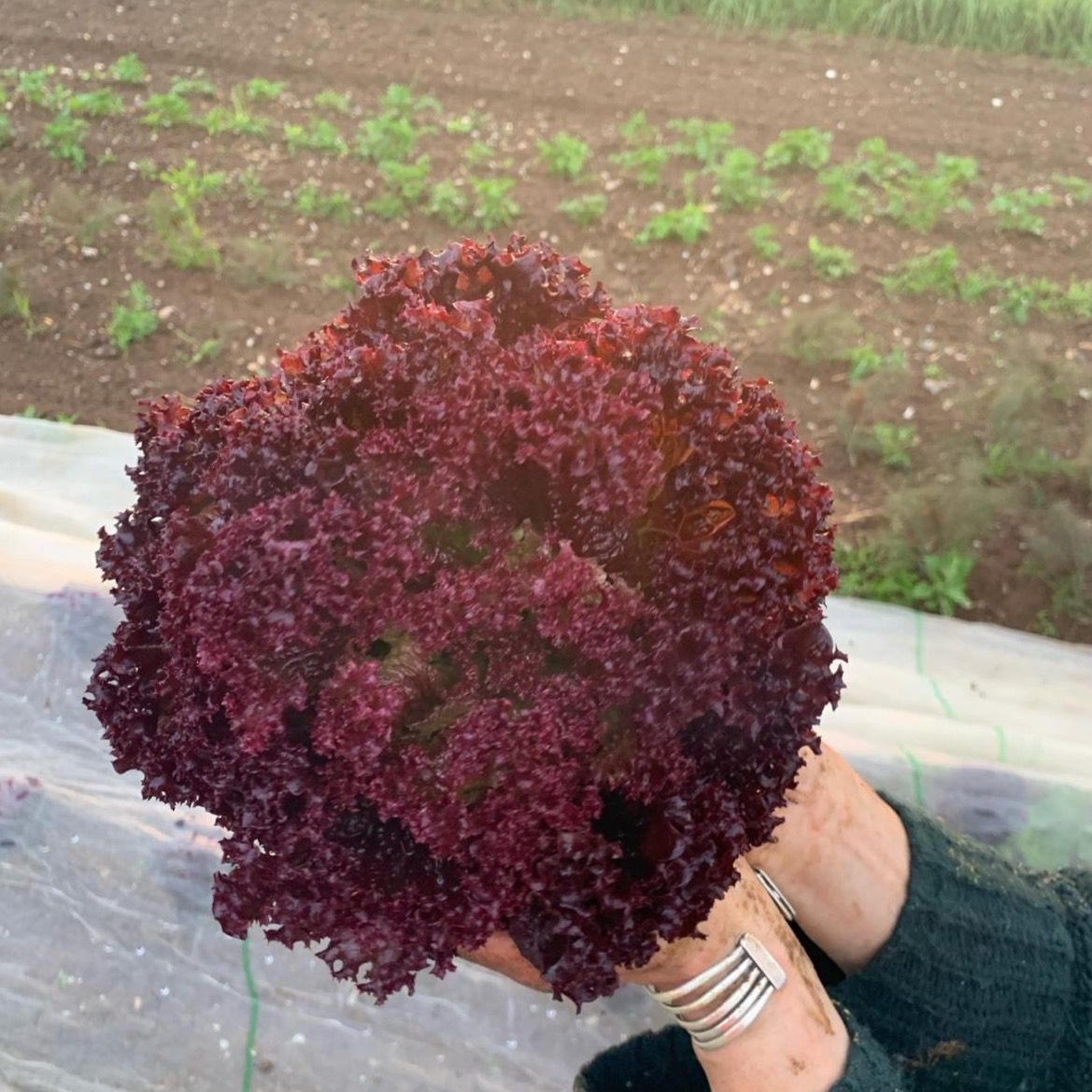Lettuce Frothy Wave