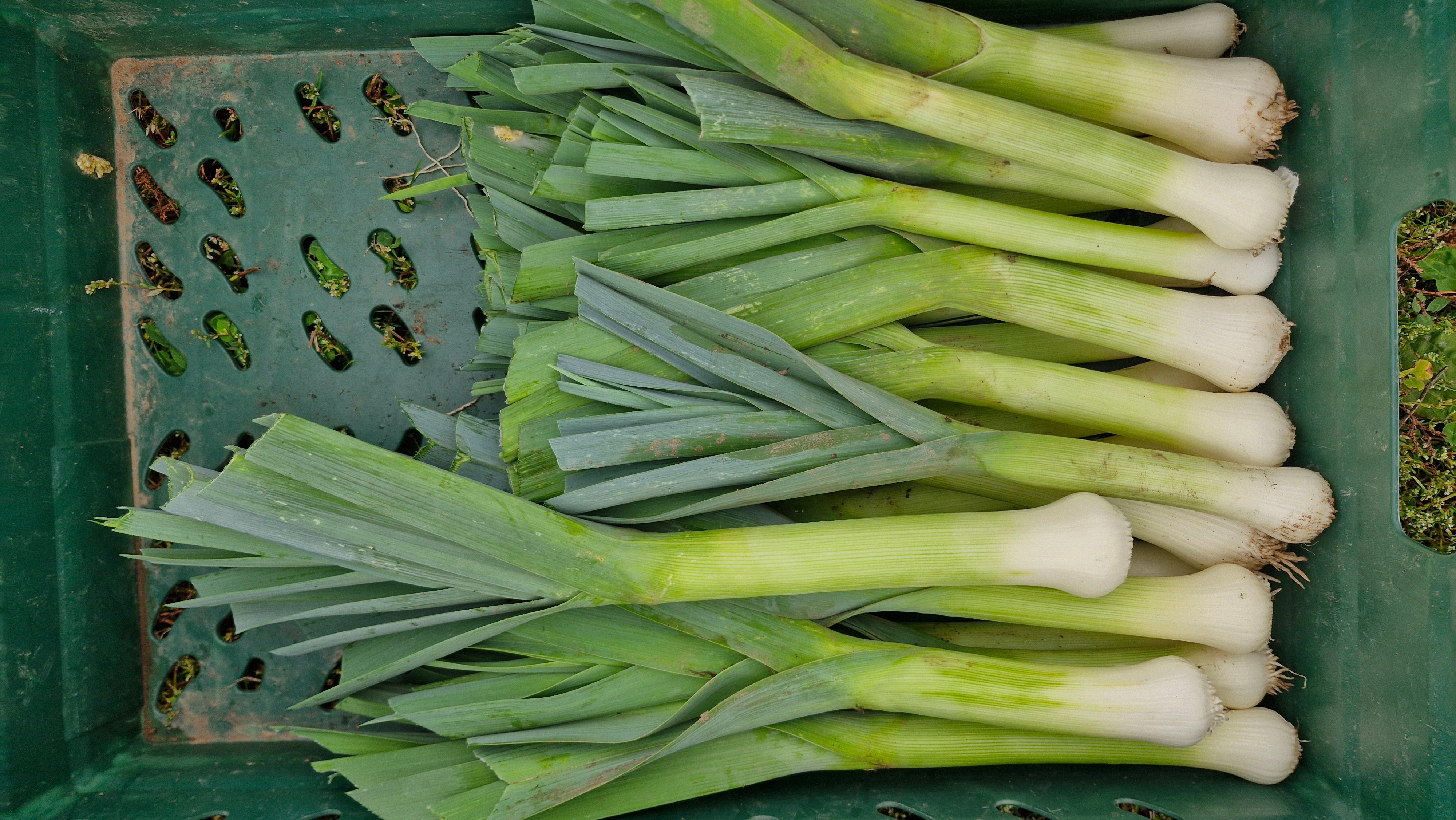 Leeks 