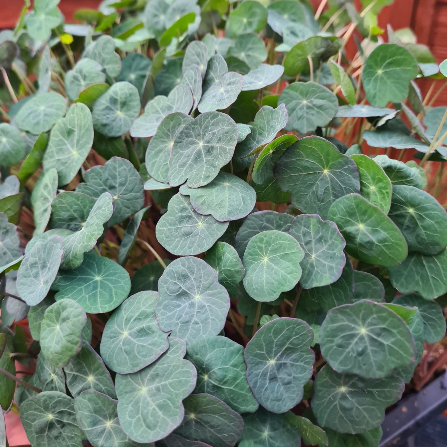 Image of Nasturtium