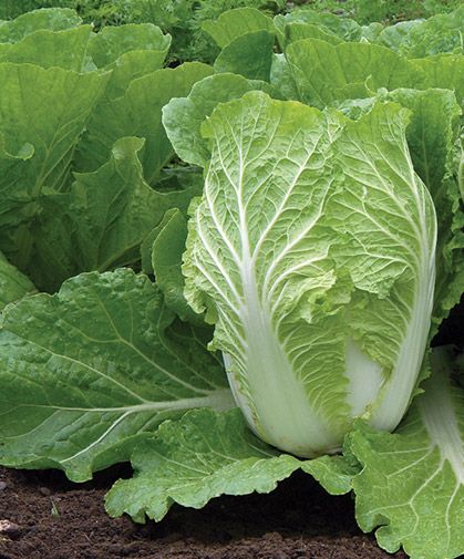 Image of Cabbage - Chinese