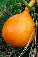 Image of Red Onion Squash