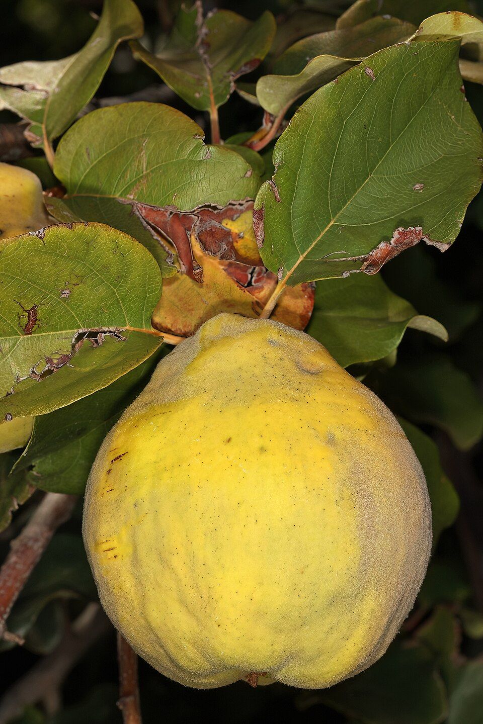Image of Quince