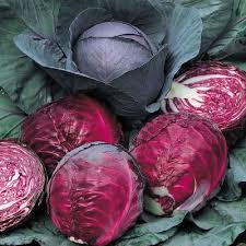 Cabbage - Red (Organic)