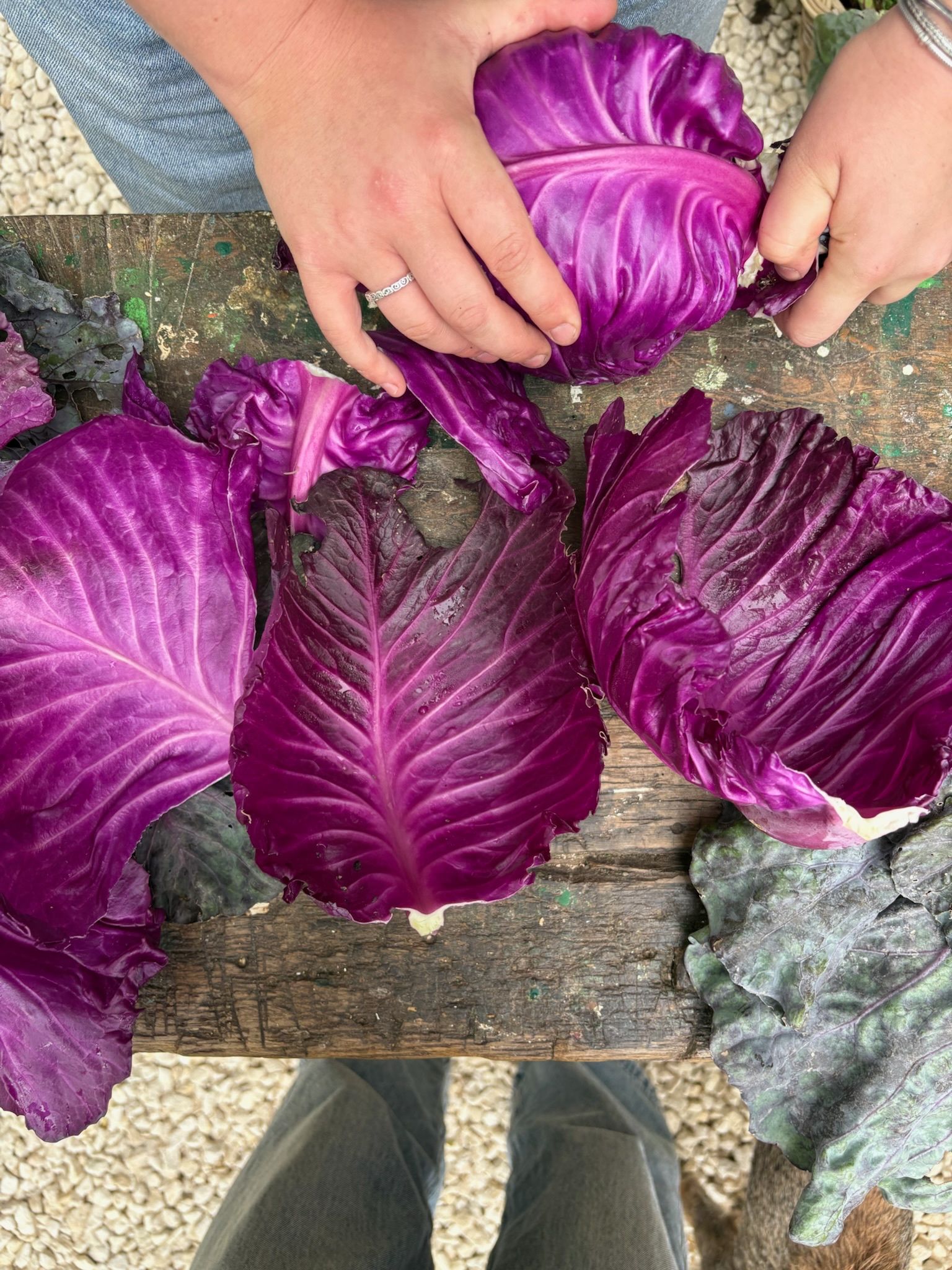 Image of Hispi Cabbage