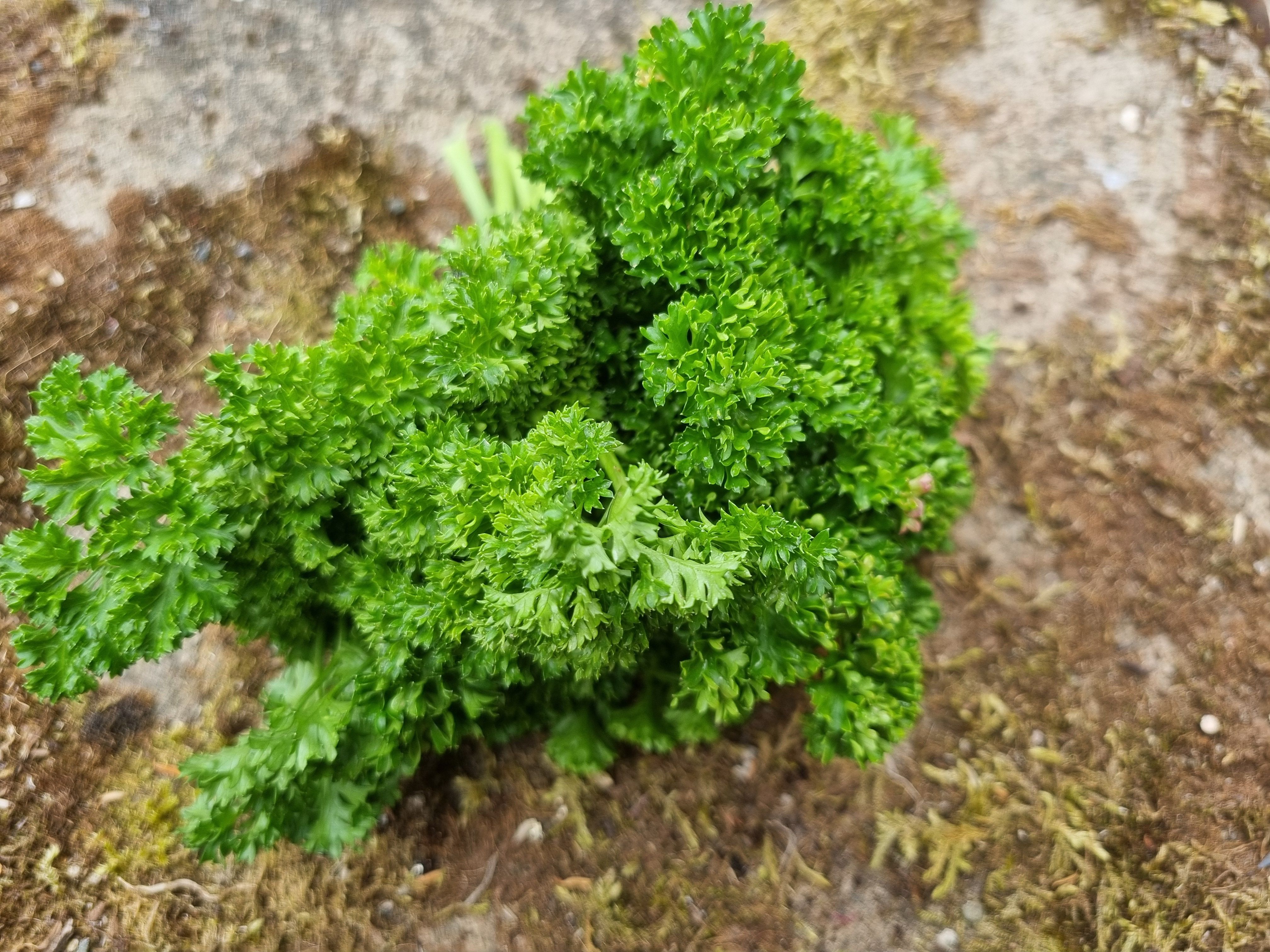 Parsley - Curly