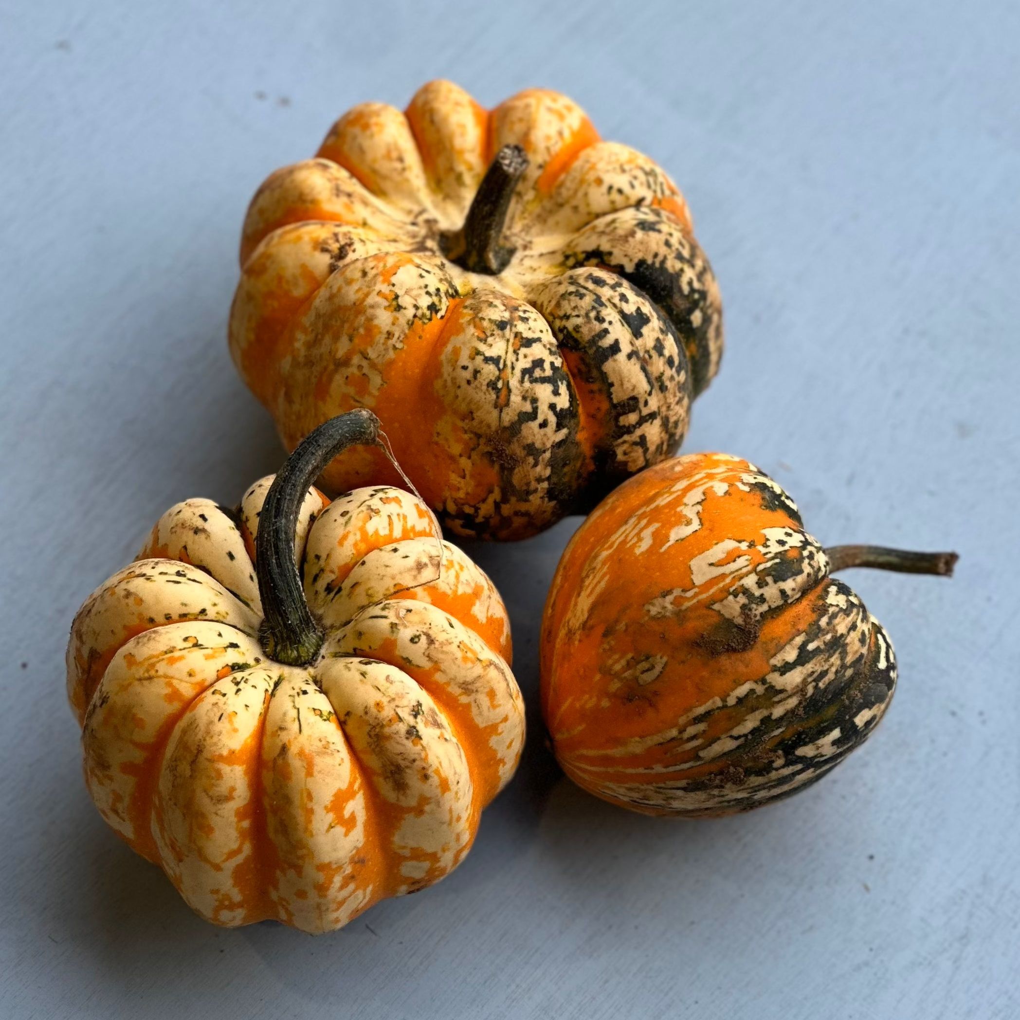 Celebration Squash