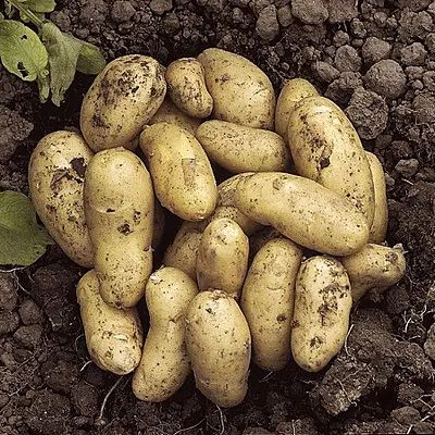 Salad Potatoes