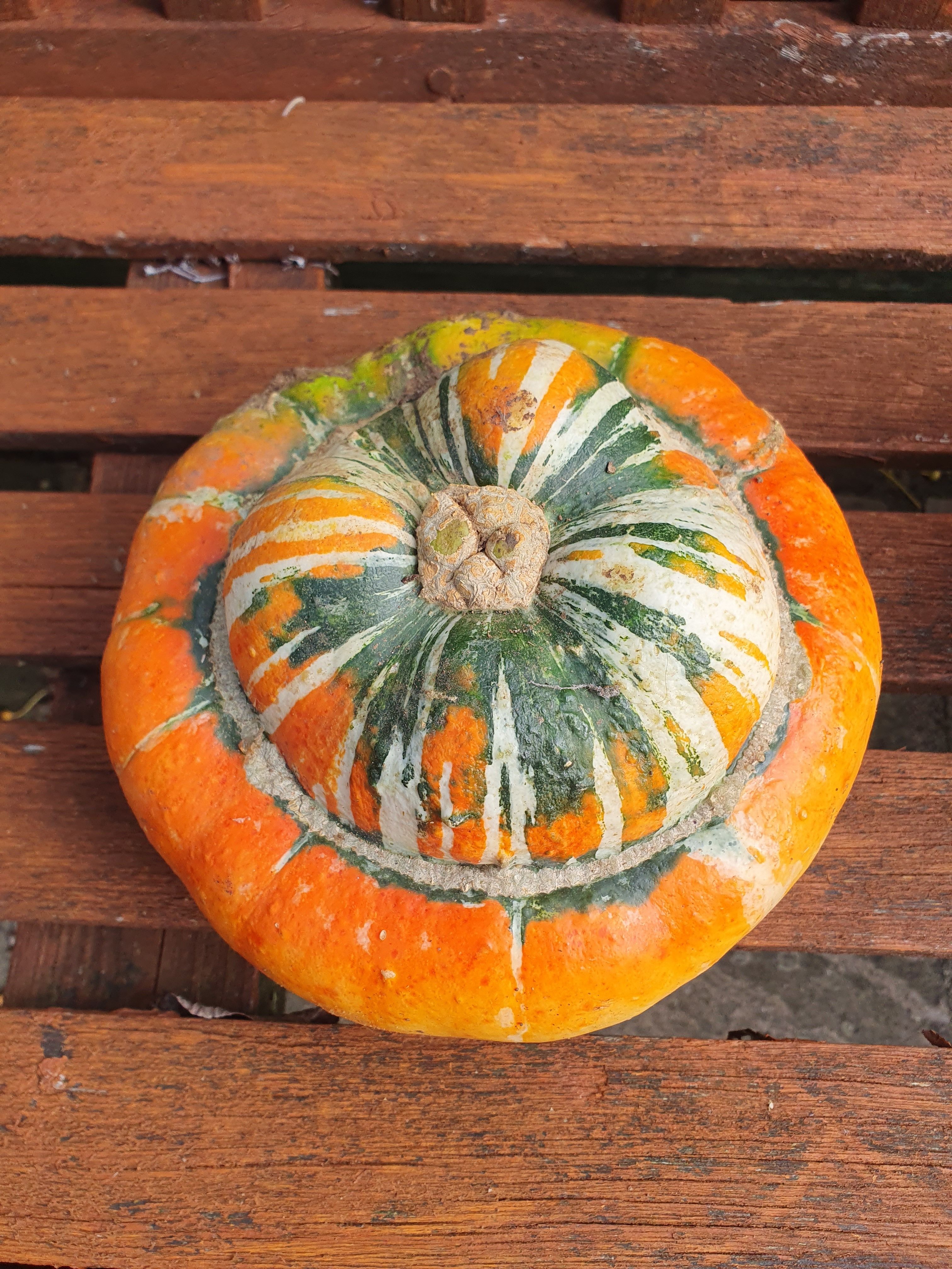 Turban Squash (Large)