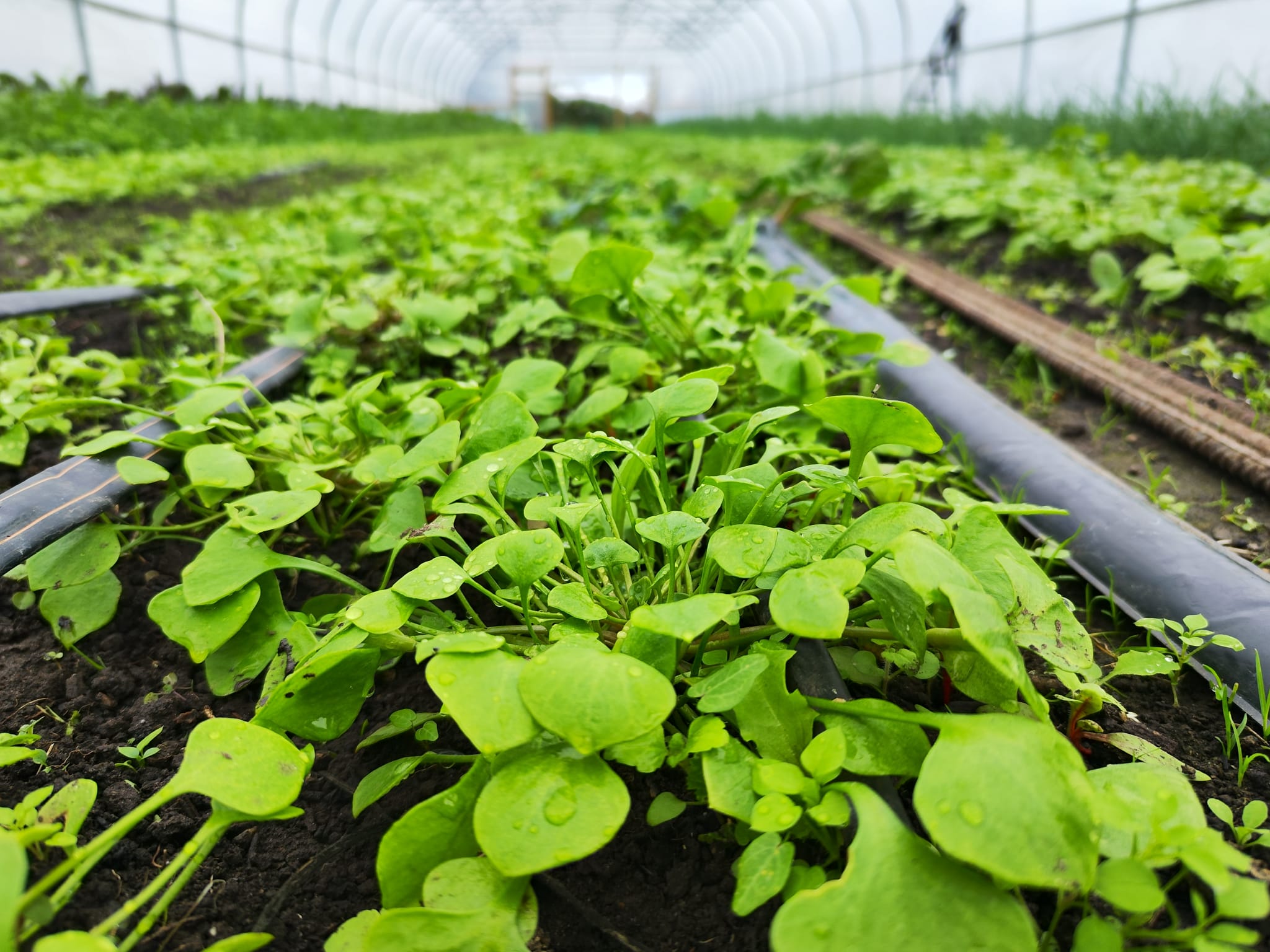 Image of News from the Field